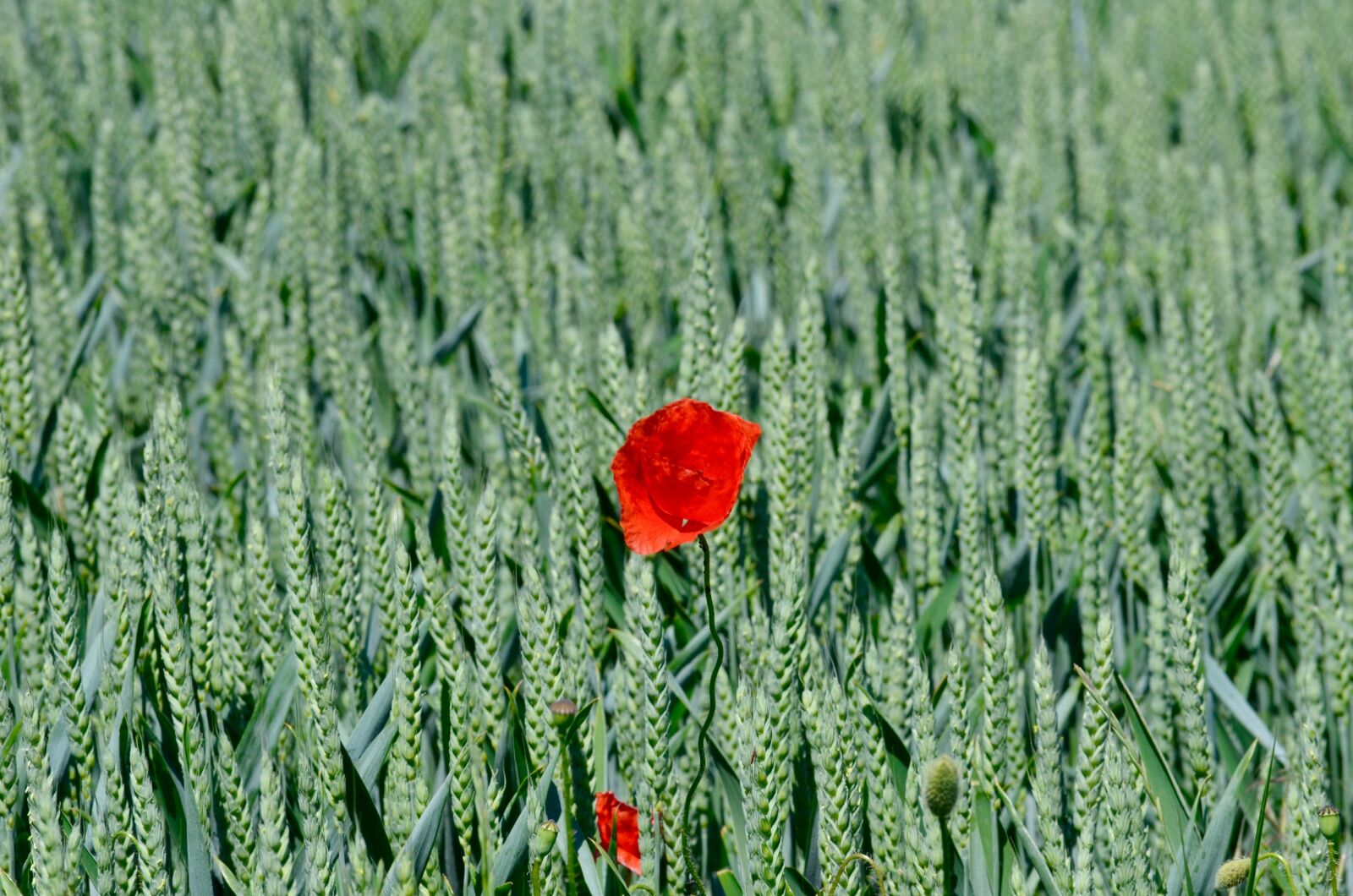 Nikon D5100 sample photo. Poppy, flower, summer photography