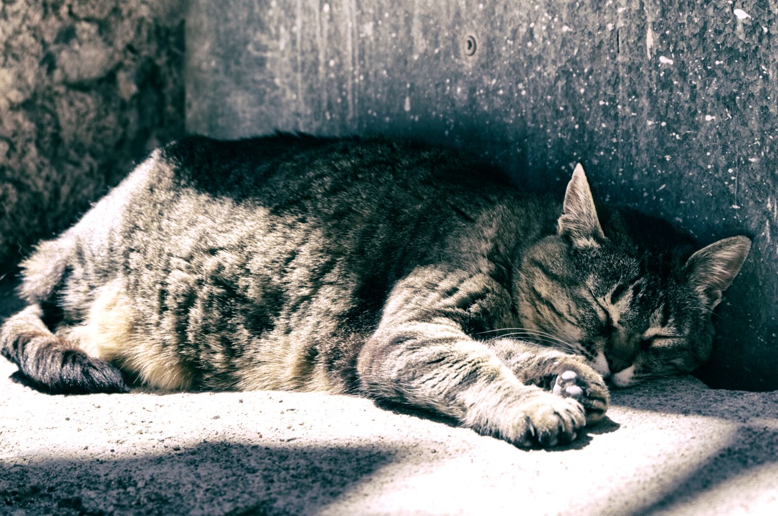 Fujifilm X-A2 sample photo. Cat, animal, sleeping photography