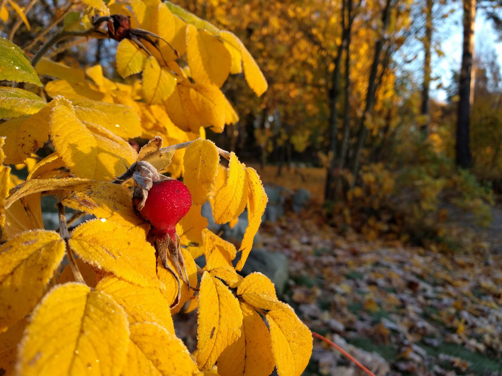 Google Nexus 6P sample photo. Autumn, yellow, berry photography