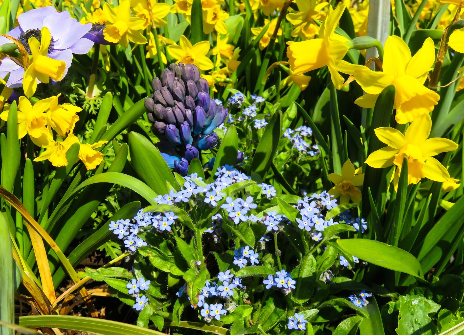 Canon PowerShot SX710 HS sample photo. Nature, flowers, spring photography