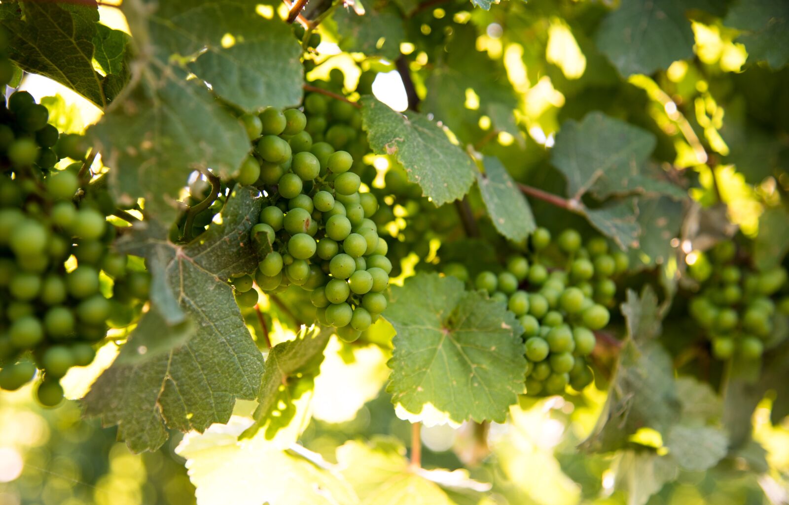 Nikon D750 sample photo. Vineyard, grapes, niagara on photography
