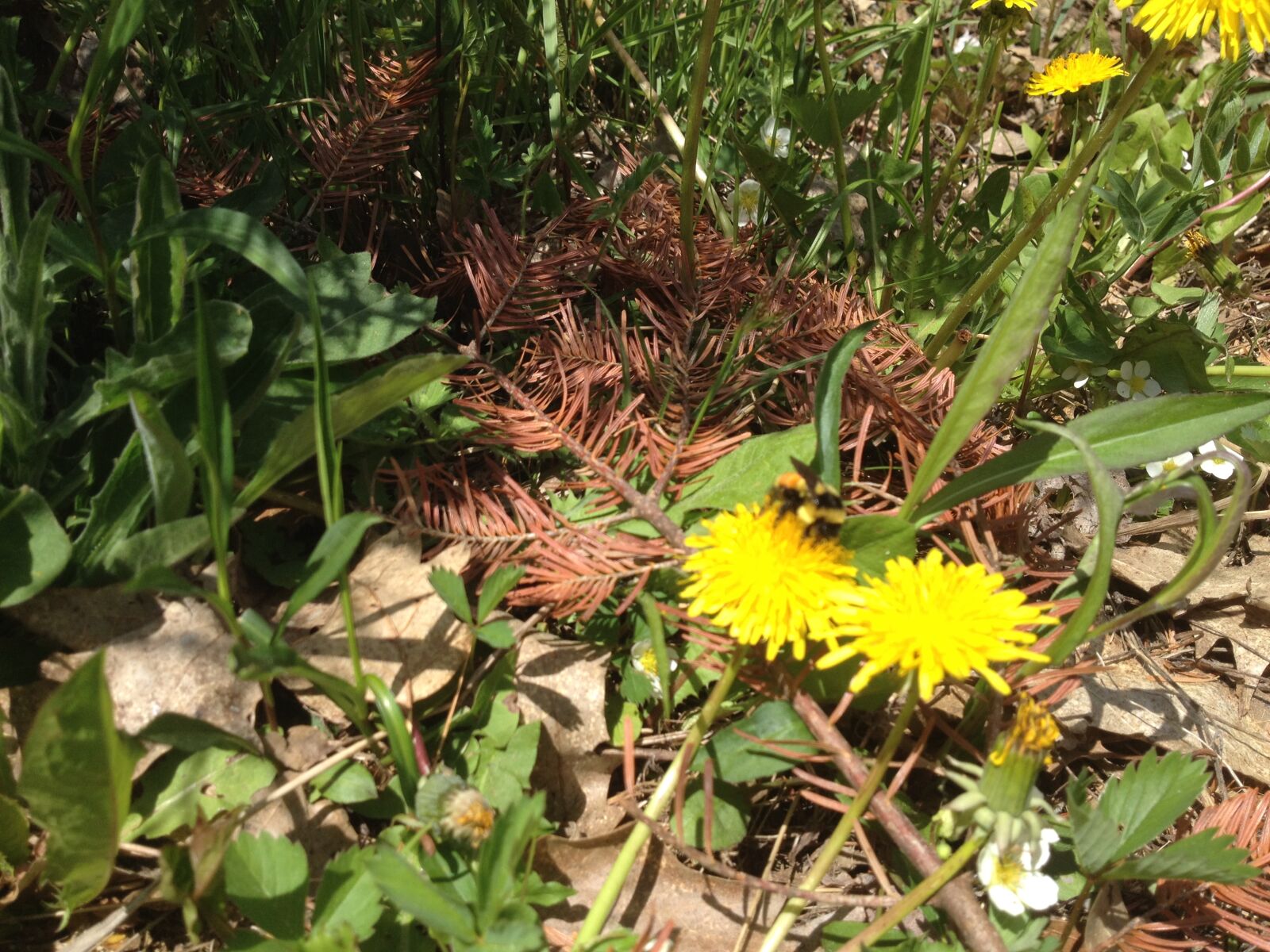 iPhone 4S back camera 4.28mm f/2.4 sample photo. Bees, canada, flowers, nature photography