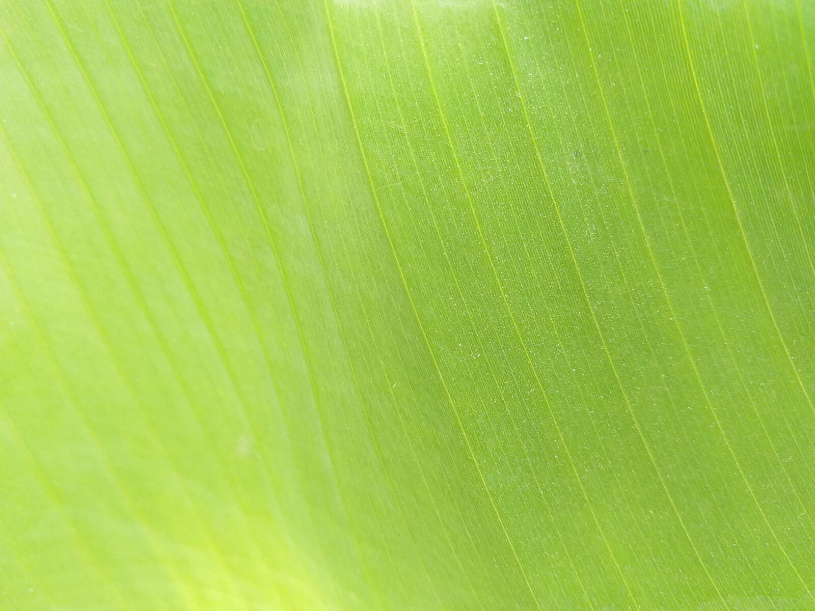 Samsung Galaxy J6+ sample photo. Banana, leaf, background photography