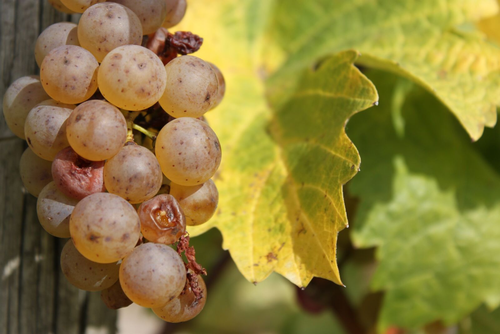 Canon EOS 500D (EOS Rebel T1i / EOS Kiss X3) sample photo. Wine, vine, grapes photography