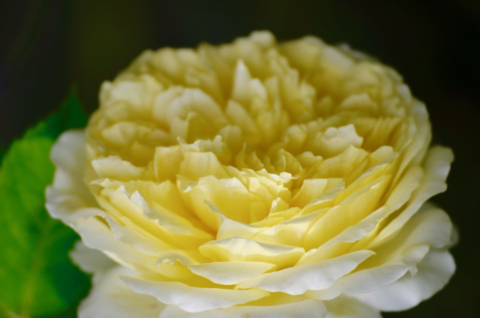 Nikon D5100 sample photo. Rose, blossom, bloom photography