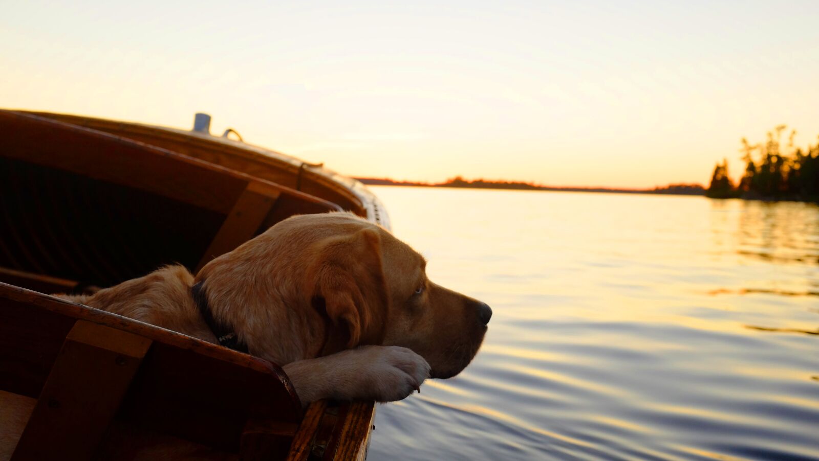 Fujifilm X100T sample photo. Dog, gunner, water photography