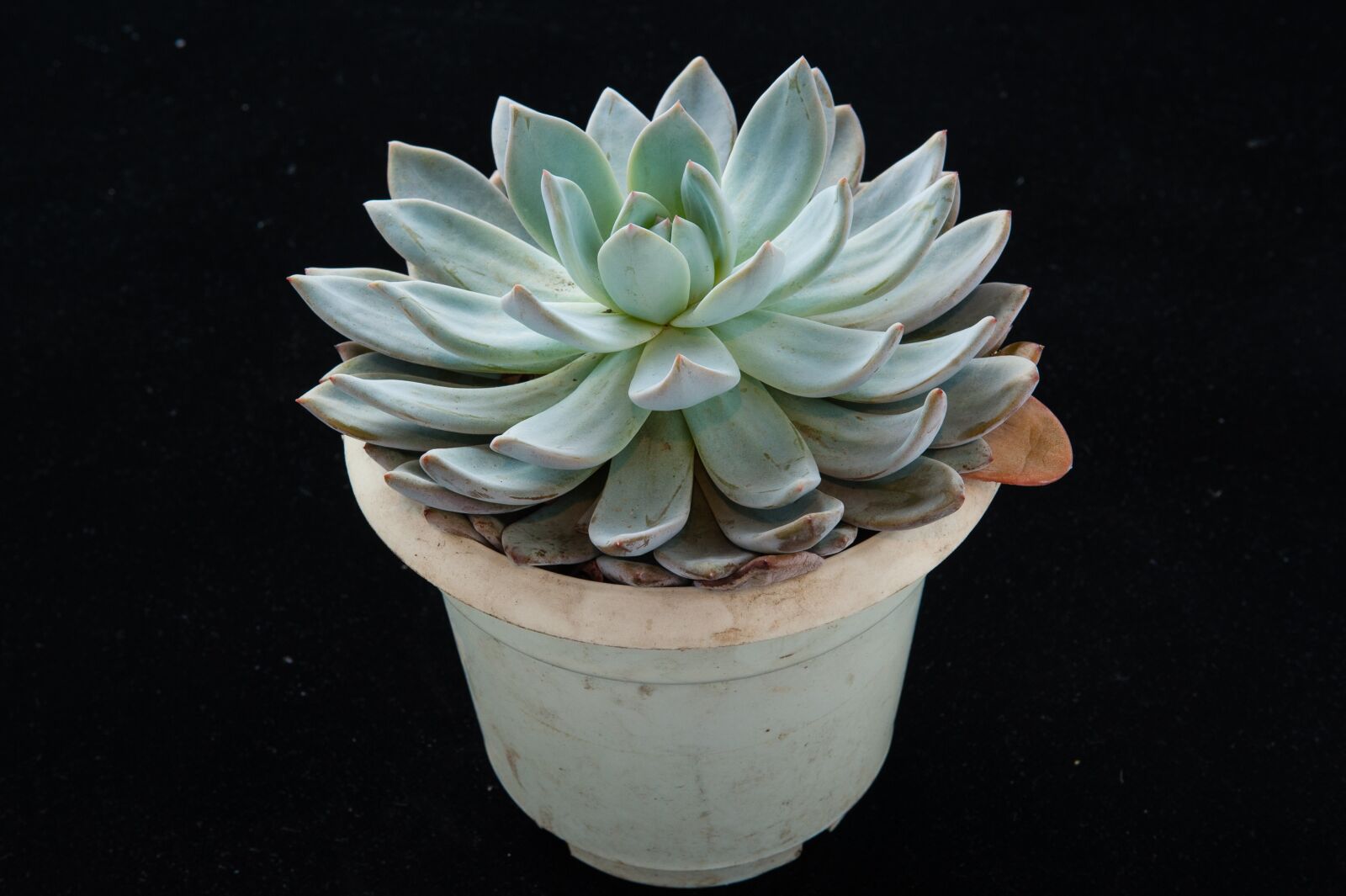 Nikon D700 sample photo. The fleshy, plant, gardening photography