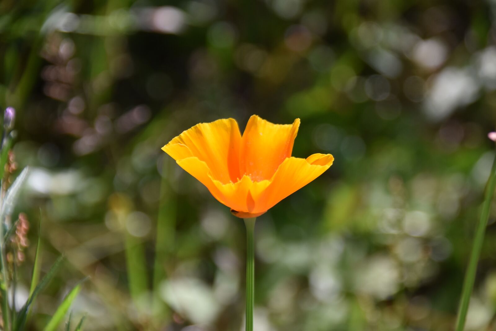 Nikon D5600 sample photo. Flower, flower color orange photography