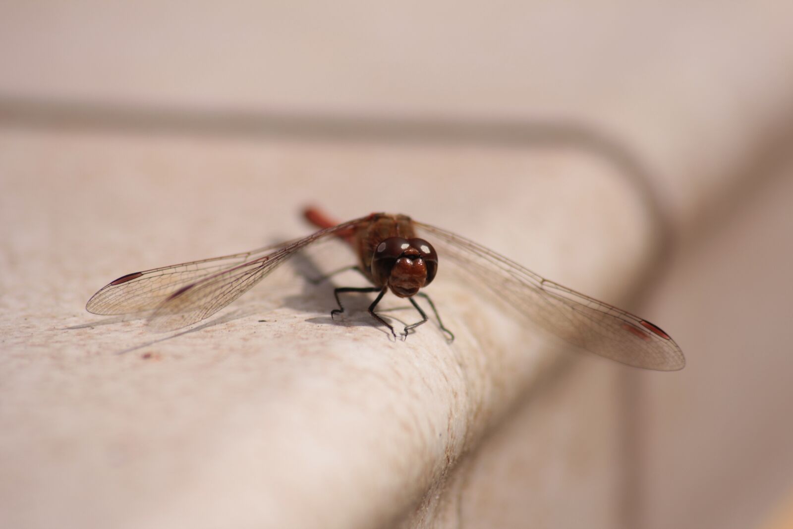 Canon EOS 60D sample photo. Dragonfly, insect, wall photography