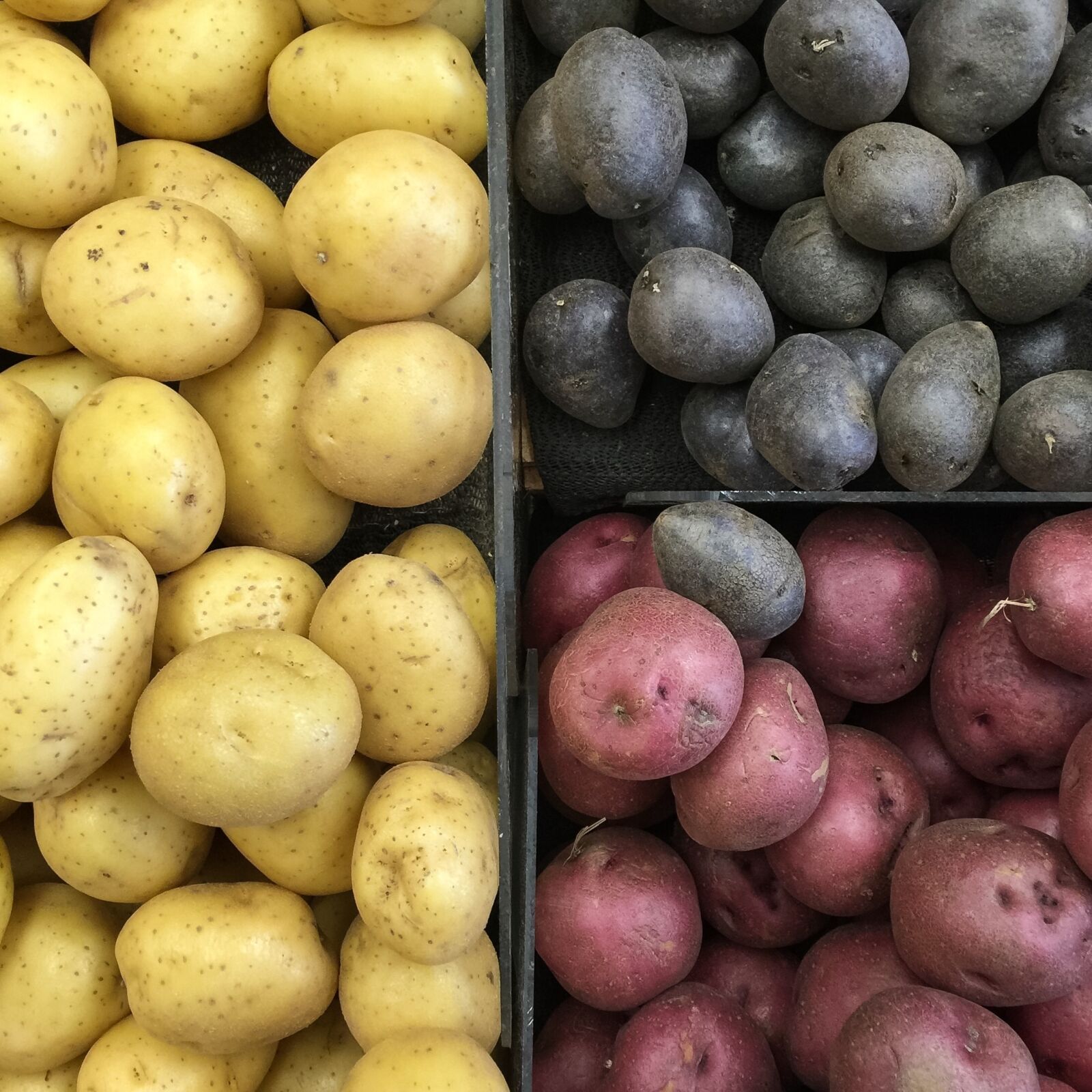 iPhone 6 Plus back camera 4.15mm f/2.2 sample photo. Potato, vegetables, black sheep photography