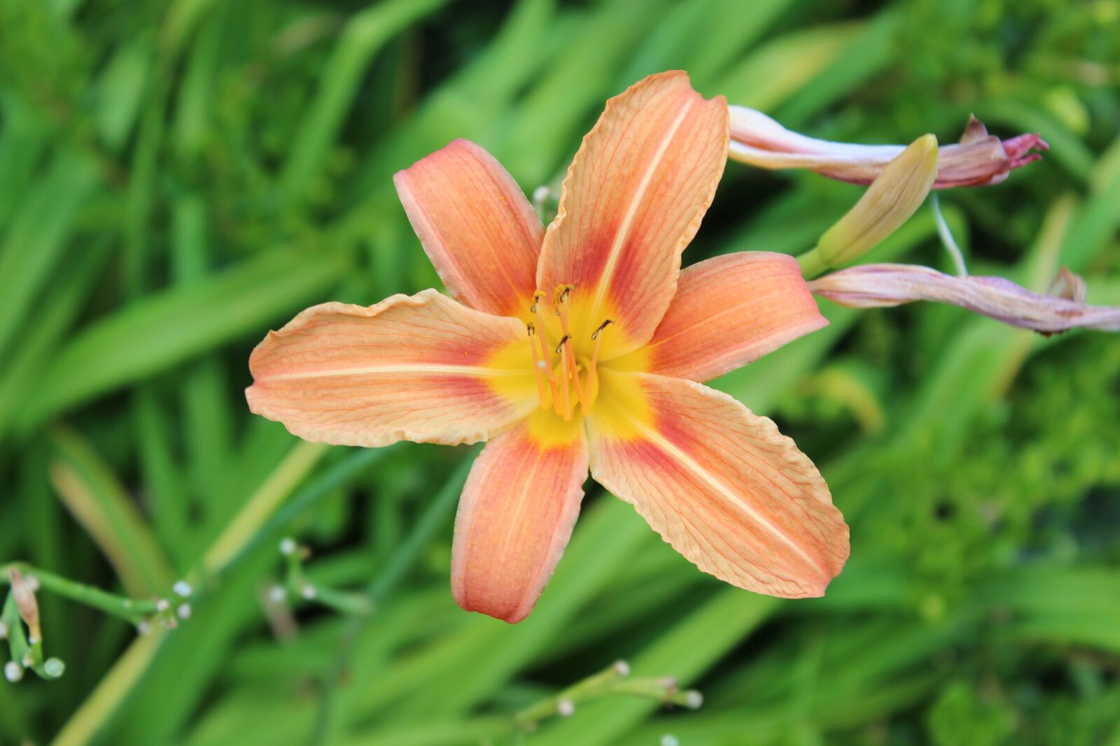Canon EOS 1300D (EOS Rebel T6 / EOS Kiss X80) sample photo. Lily, flower, orange photography
