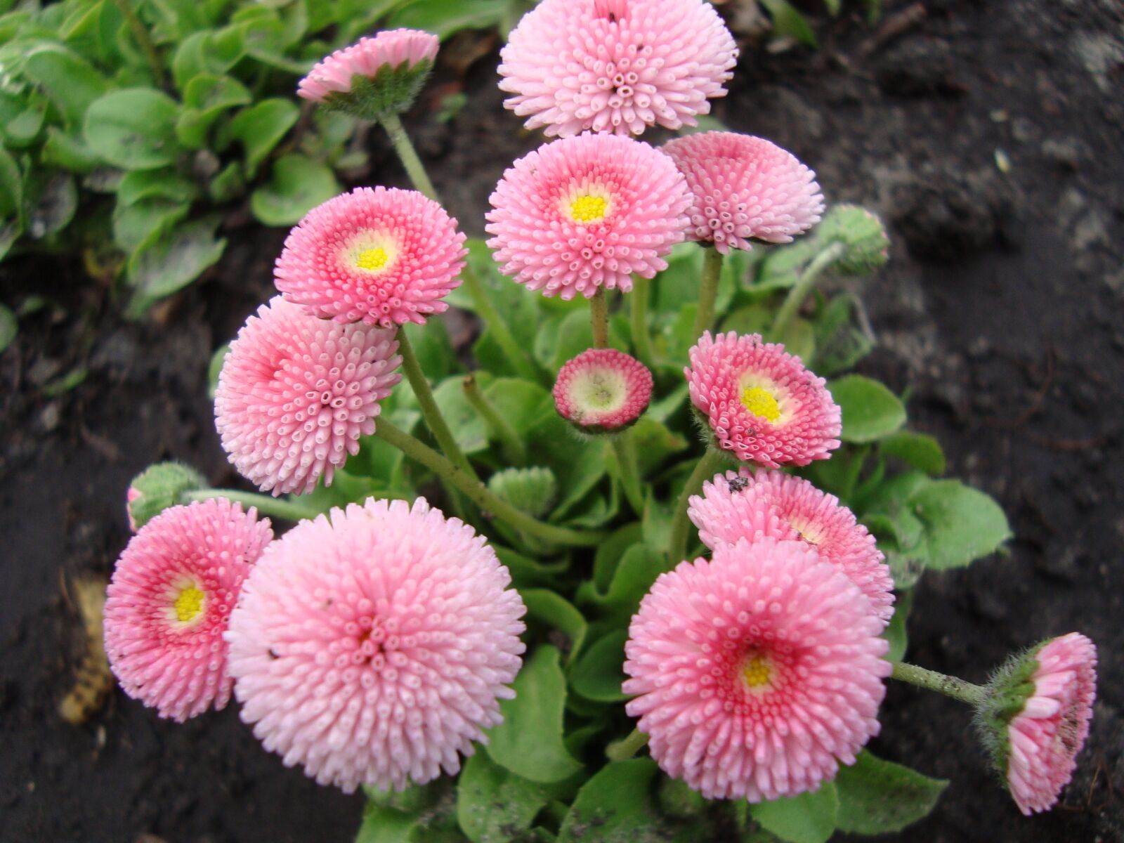Sony Cyber-shot DSC-W120 sample photo. Daisies, pink flowers, chrysanthemum photography