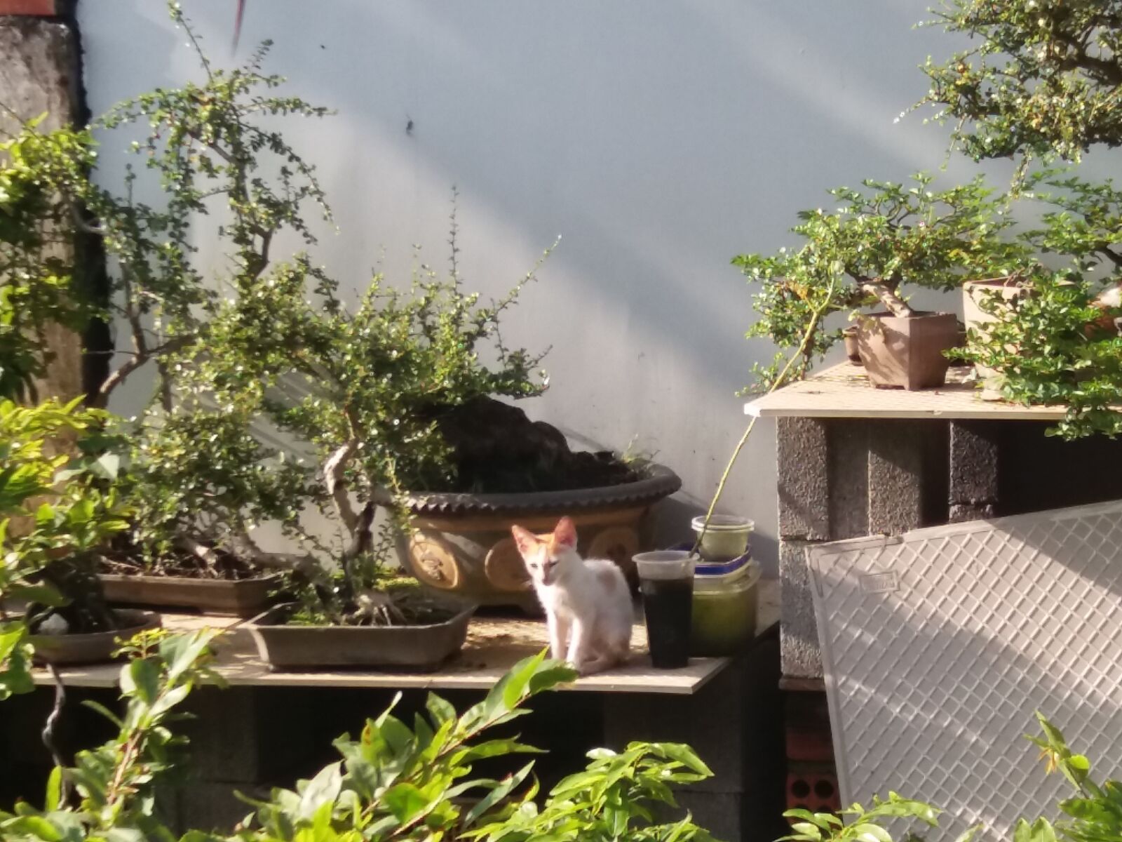 Samsung Galaxy J5 sample photo. Cat, face photography