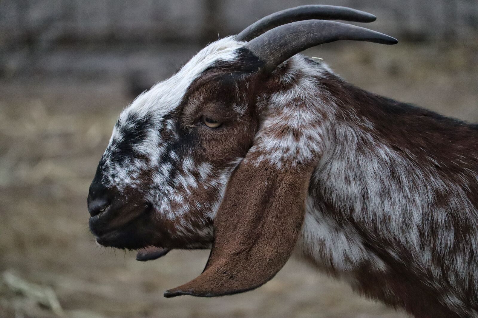 Canon EOS M50 (EOS Kiss M) sample photo. Animal, goat, long-eared goat photography