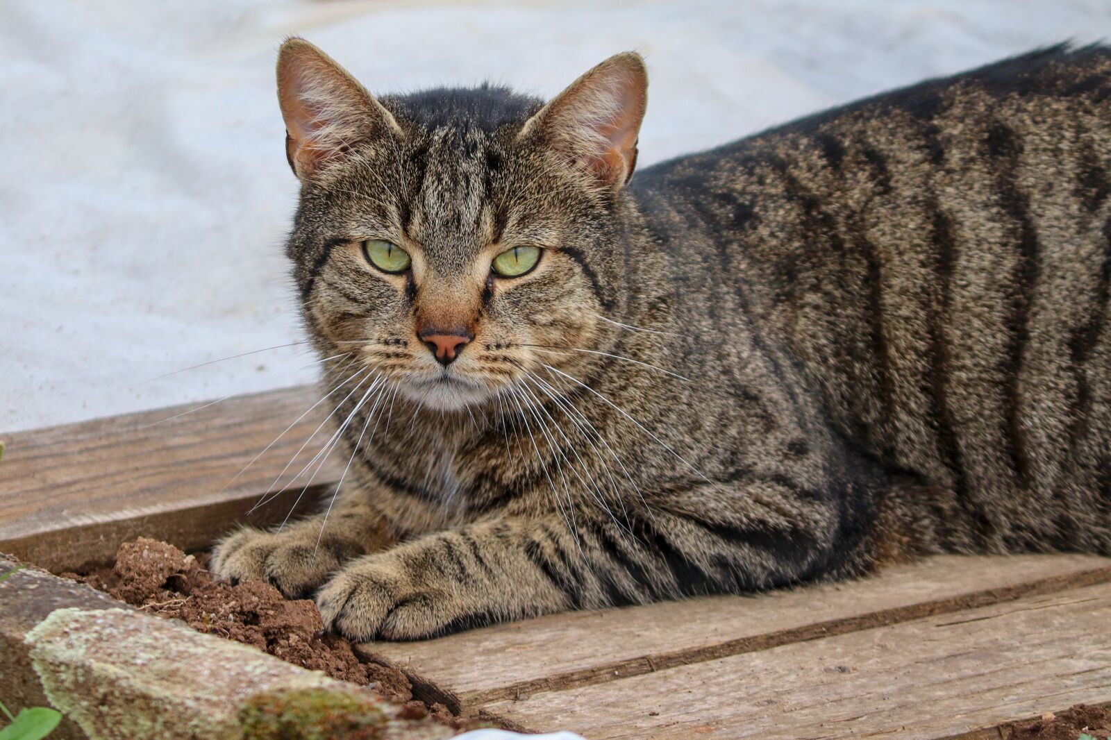 Canon EOS 200D (EOS Rebel SL2 / EOS Kiss X9) sample photo. Cat, domestic cat, pet photography