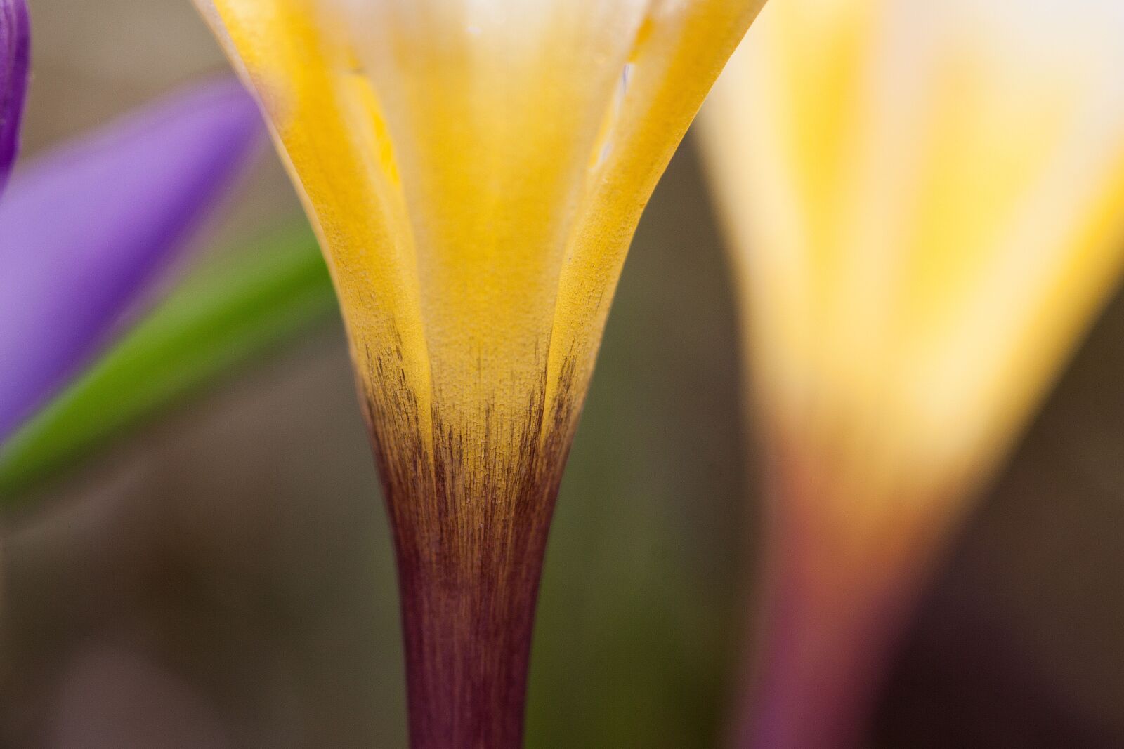 Canon EOS 50D sample photo. Crocus, wildform, schwertliliengewaechs photography