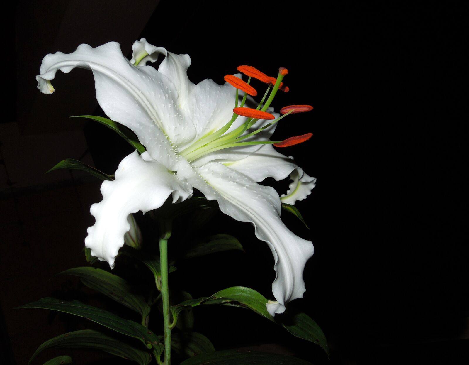 Nikon Coolpix S8200 sample photo. Lily, flower, plant photography