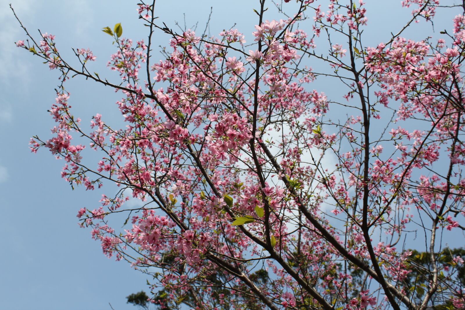 Canon EOS 550D (EOS Rebel T2i / EOS Kiss X4) sample photo. Cherry wood, branch, tree photography