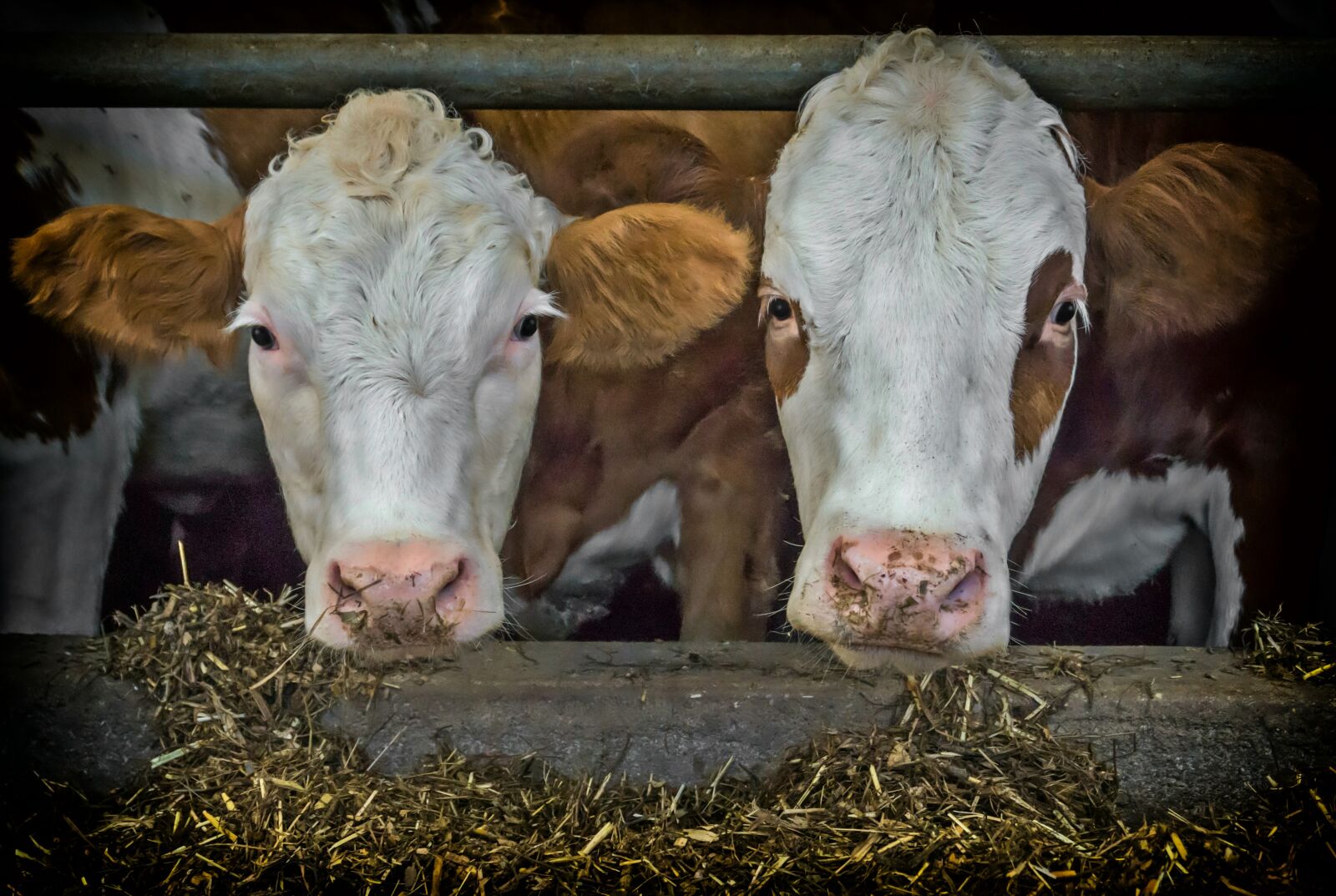 Sony a6000 sample photo. Cows, hdr, brown photography