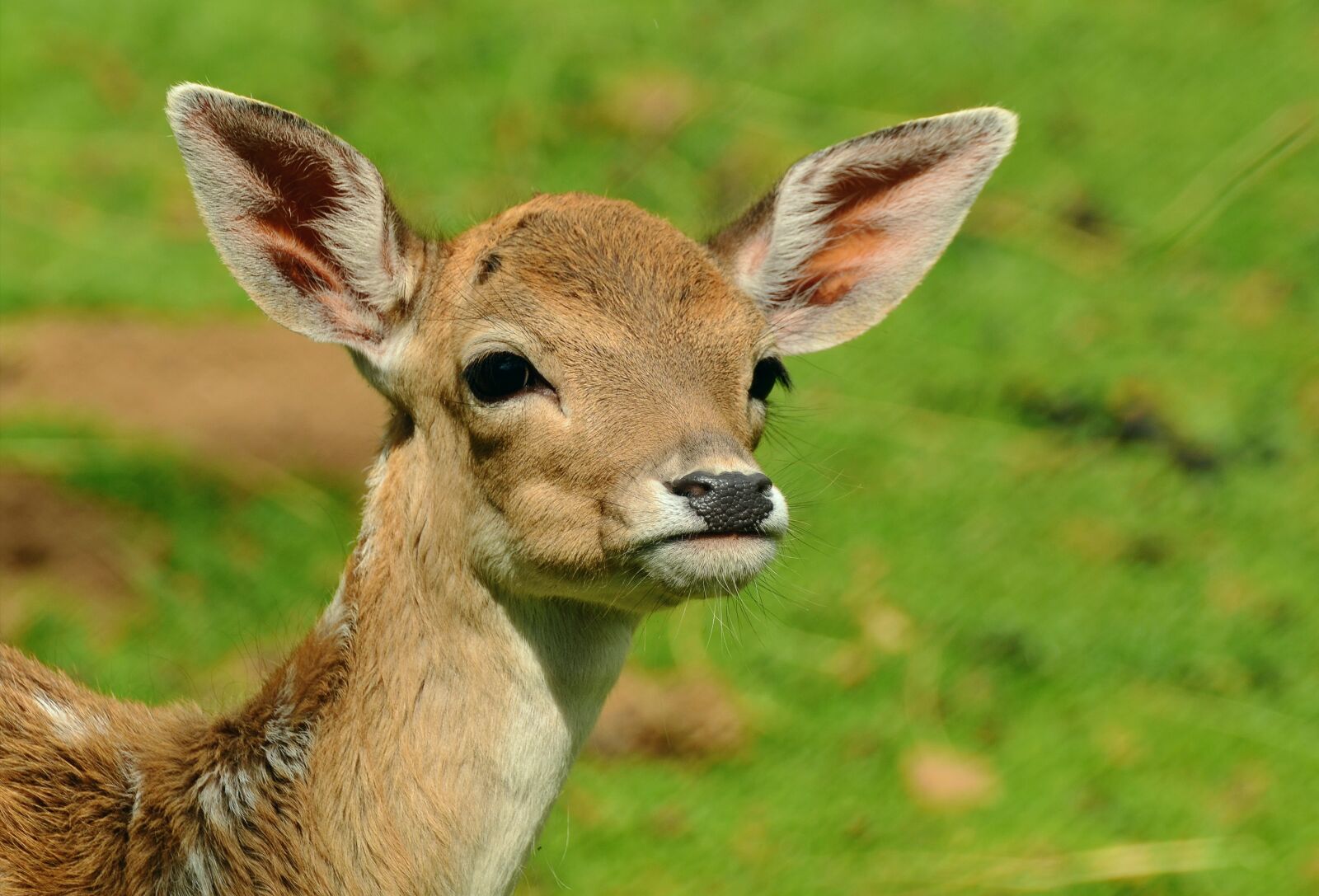 Nikon D5100 sample photo. Roe deer, fawn, kitz photography