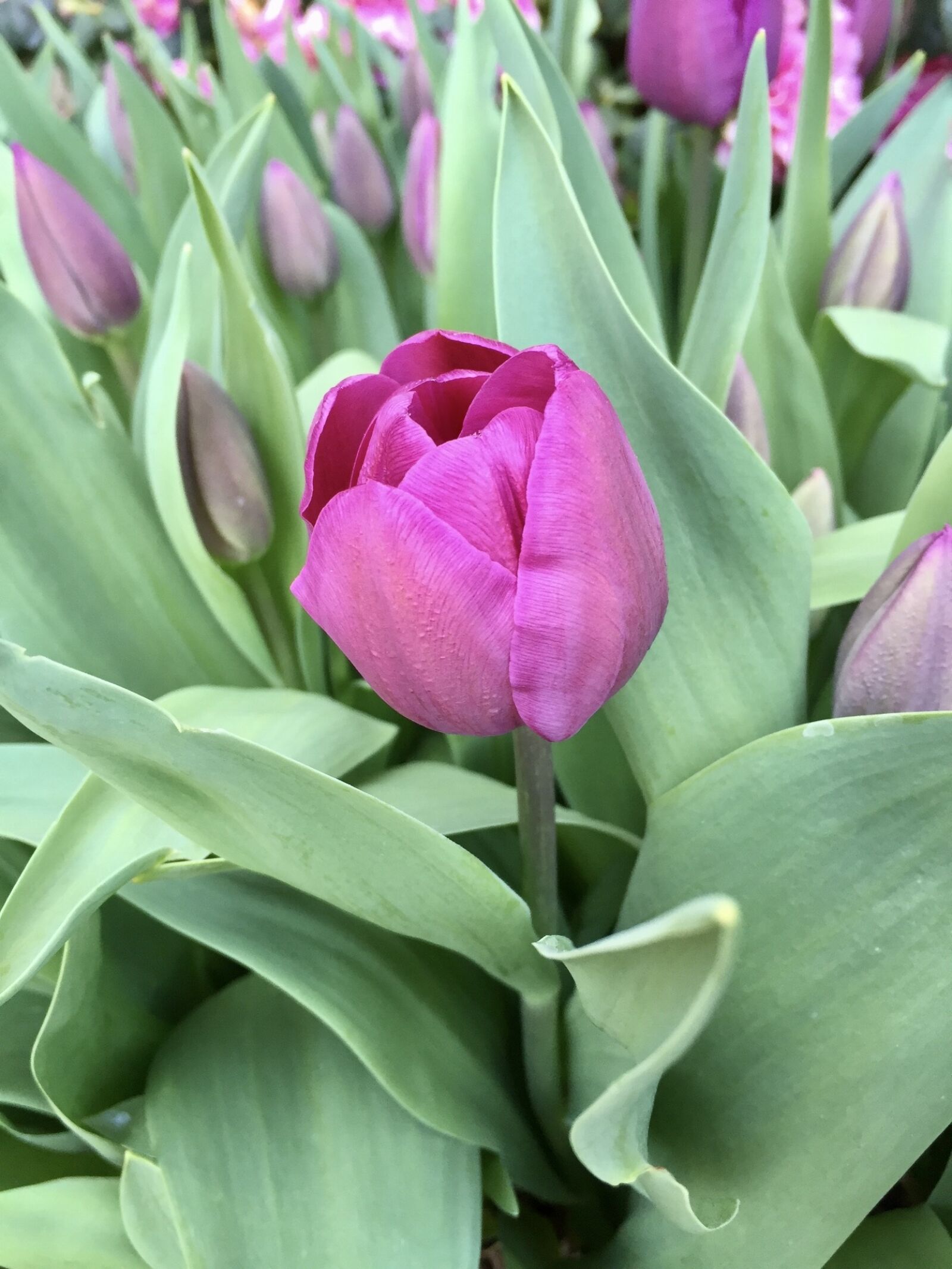 Apple iPhone 6 sample photo. Flower, tulips, spring photography