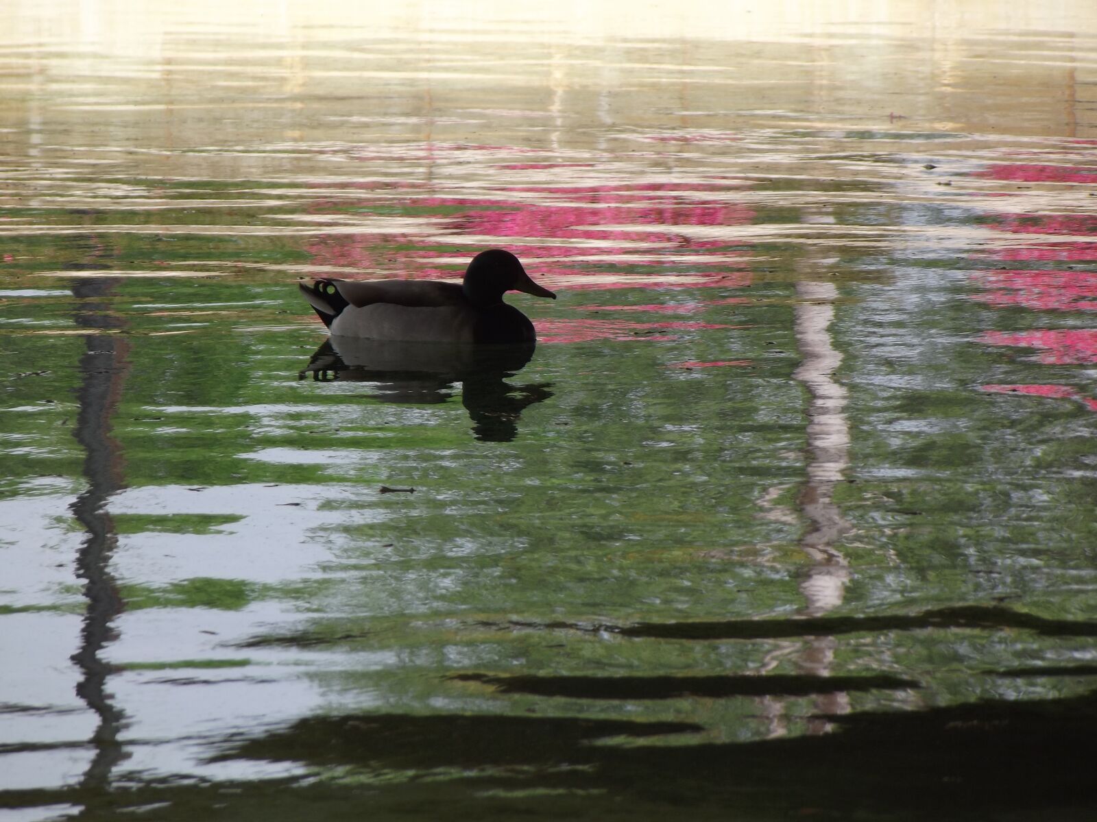 FujiFilm FinePix S2950 (FinePix S2990) sample photo. Duck, floating, water photography