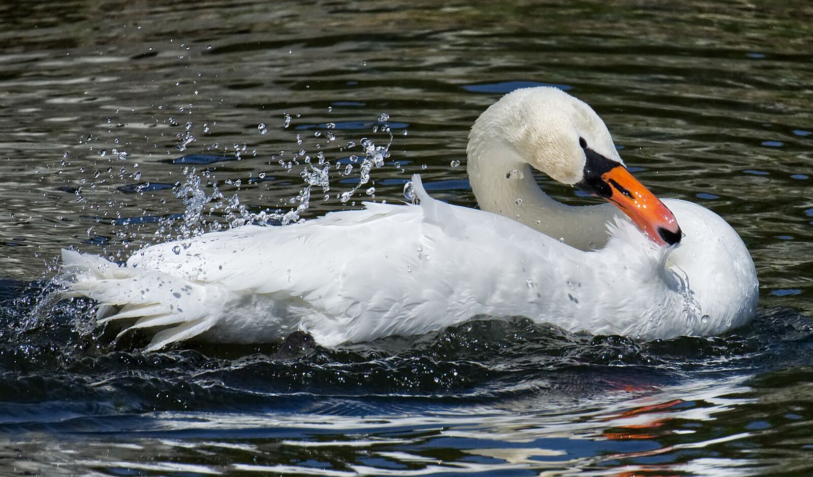 Nikon D7200 sample photo. Swan, elegant, noble photography