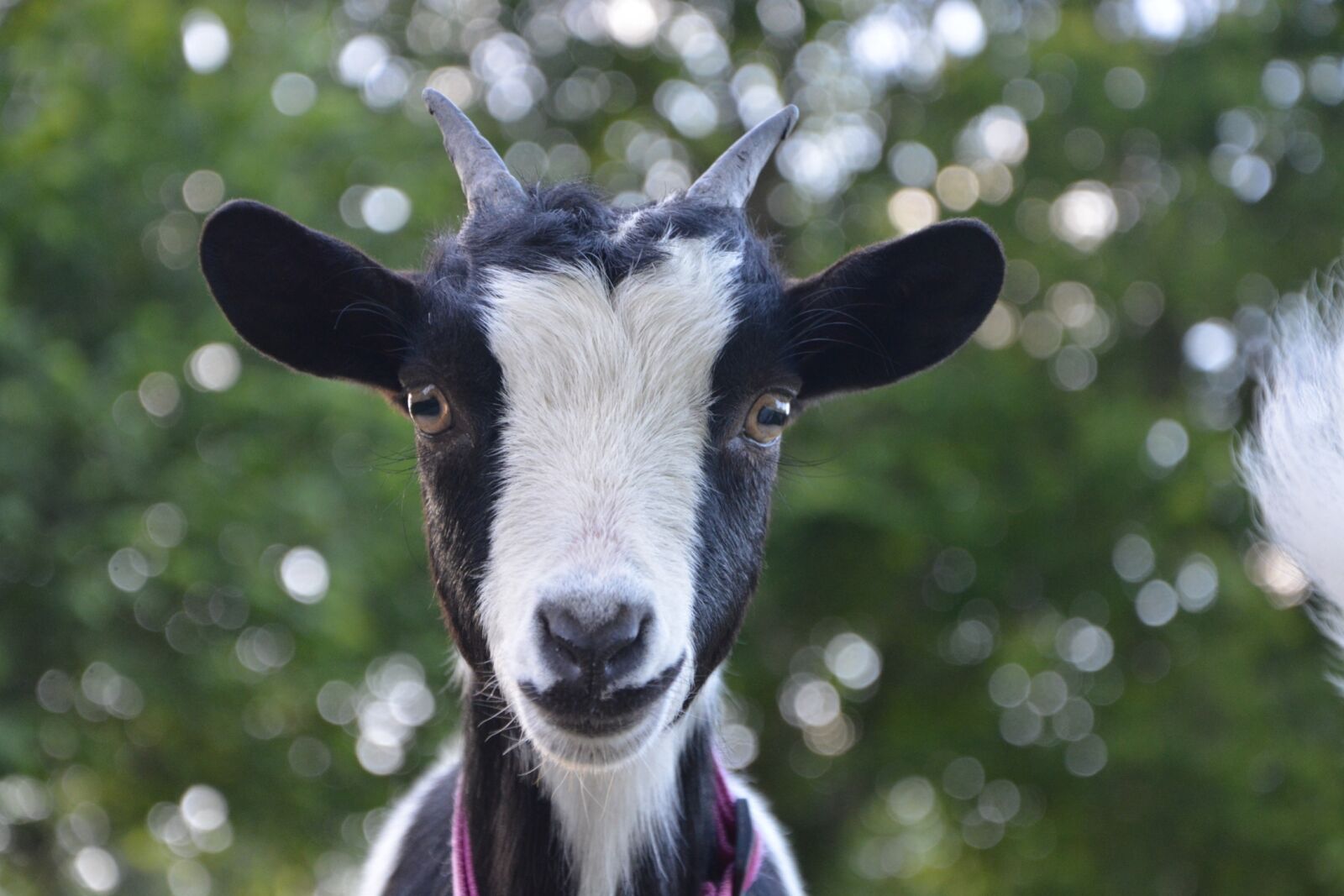 Nikon D5200 sample photo. Goat, nature, biquette photography