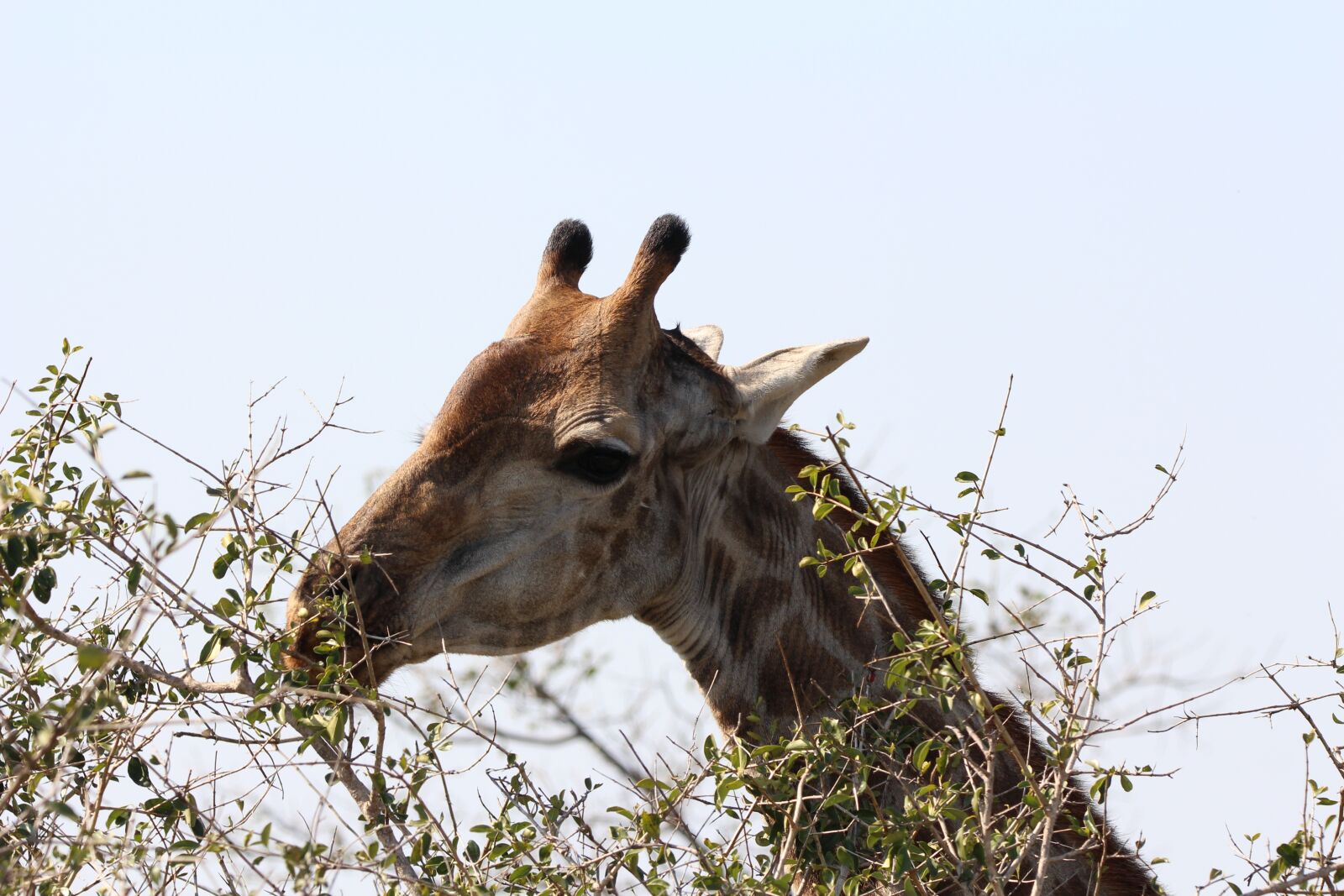 150-600mm F5-6.3 DG OS HSM | Contemporary 015 sample photo. Giraffe, africa, wildlife photography