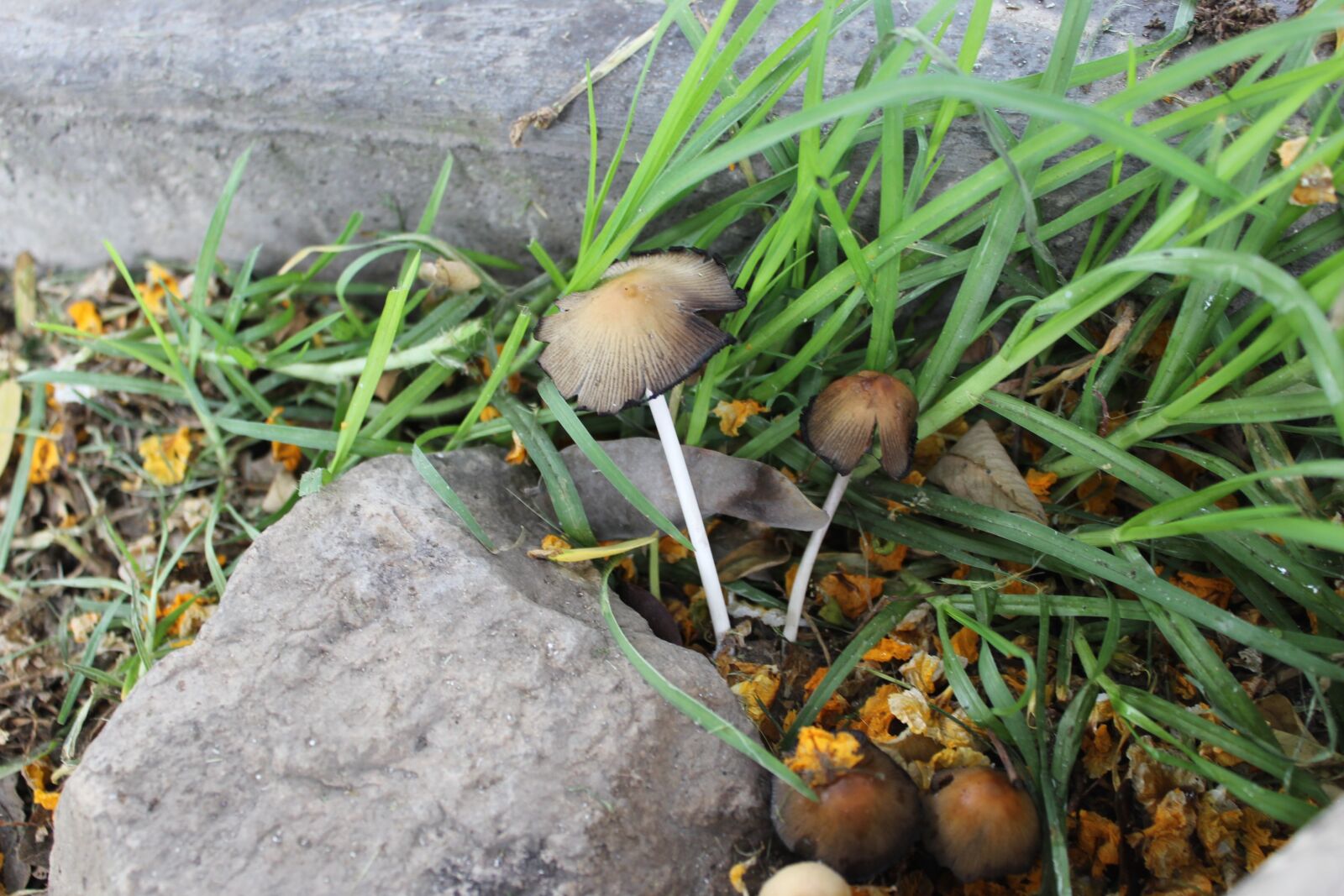 Canon EOS 1200D (EOS Rebel T5 / EOS Kiss X70 / EOS Hi) sample photo. Fungus, mushroom, nature photography