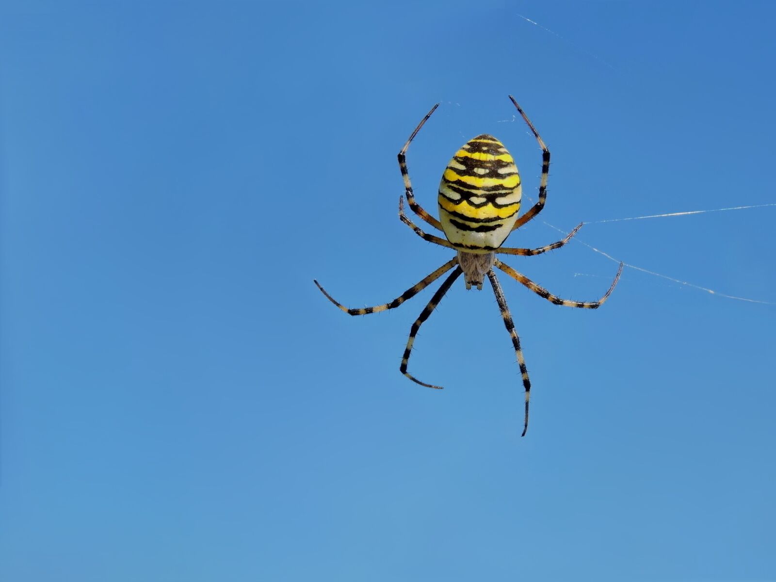 Nikon Coolpix P600 sample photo. Wasp spider, zebraspinne, wheel photography