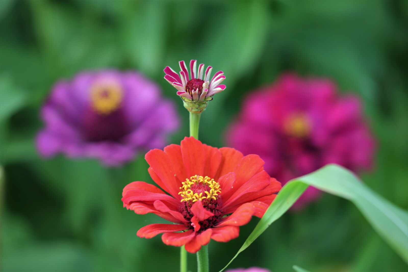 Canon EF 70-300 F4-5.6 IS II USM sample photo. Red, purple, violet photography