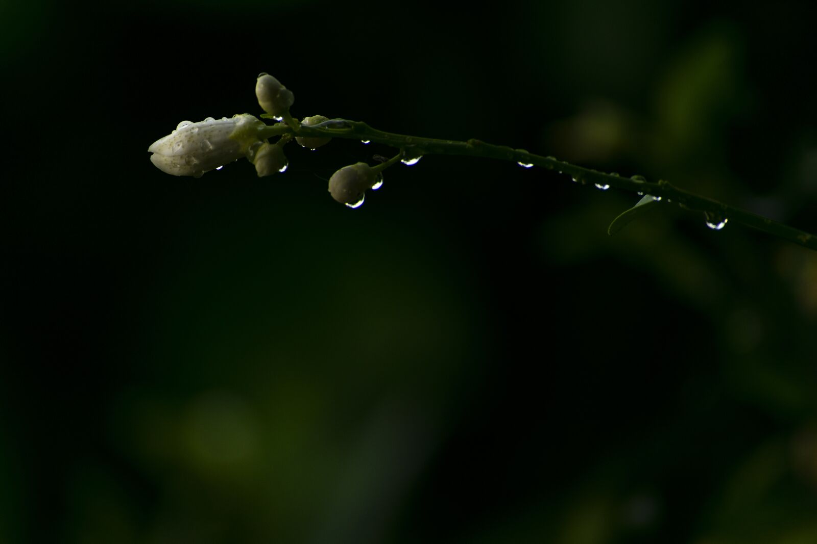 Nikon D3400 sample photo. Flower flowers, nature, background photography