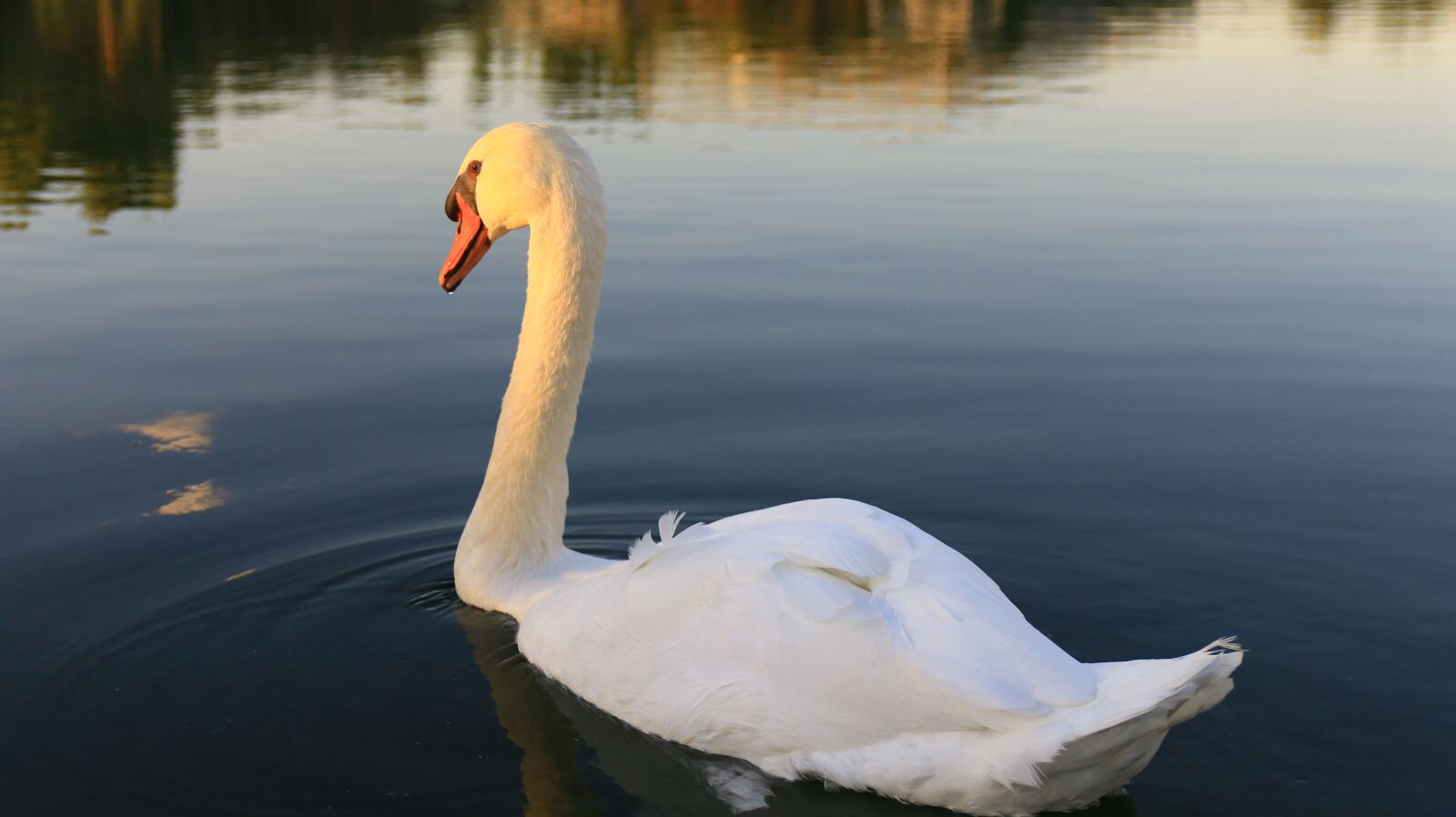 Canon EOS 70D sample photo. Nature, animales, swan photography