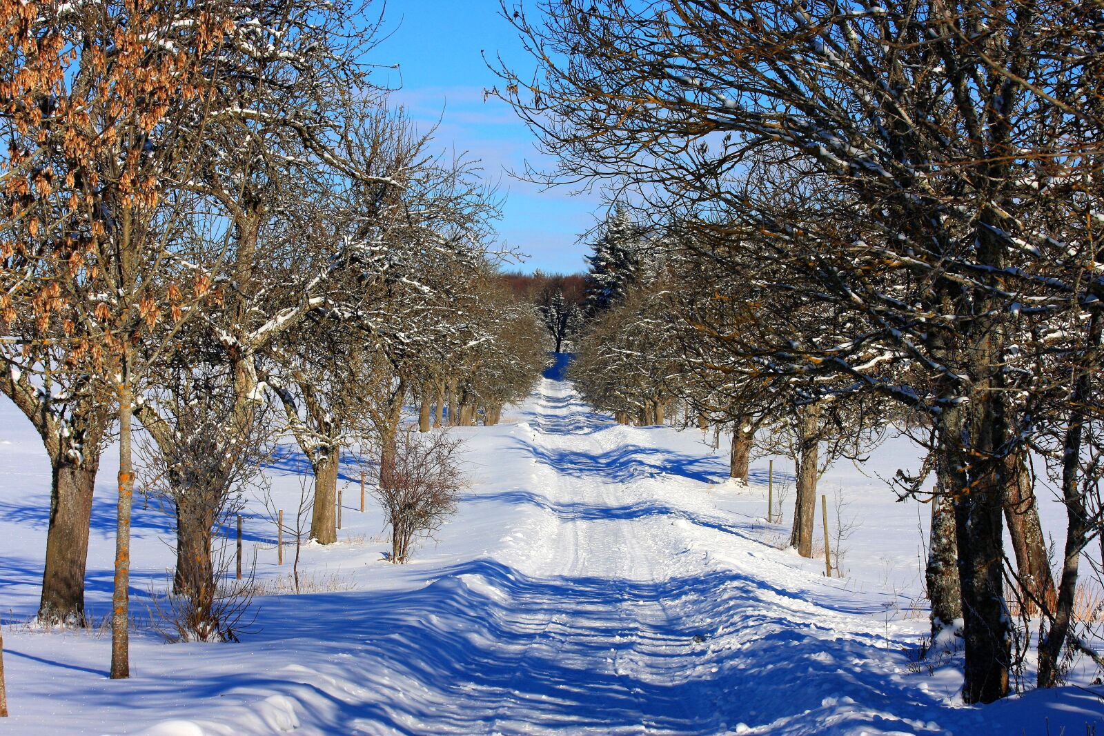 Canon EOS 40D sample photo. Snow, winter, tree photography
