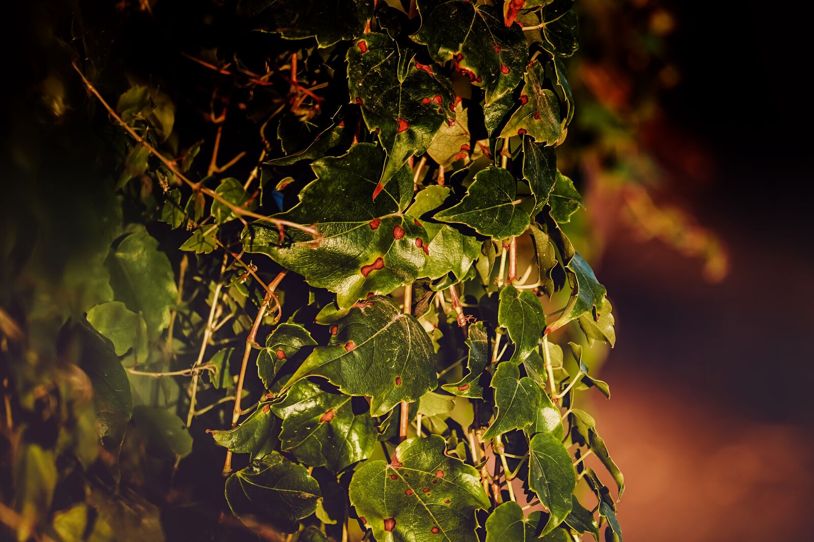 Fujifilm XF 55-200mm F3.5-4.8 R LM OIS sample photo. Ivy, plant, climber plant photography