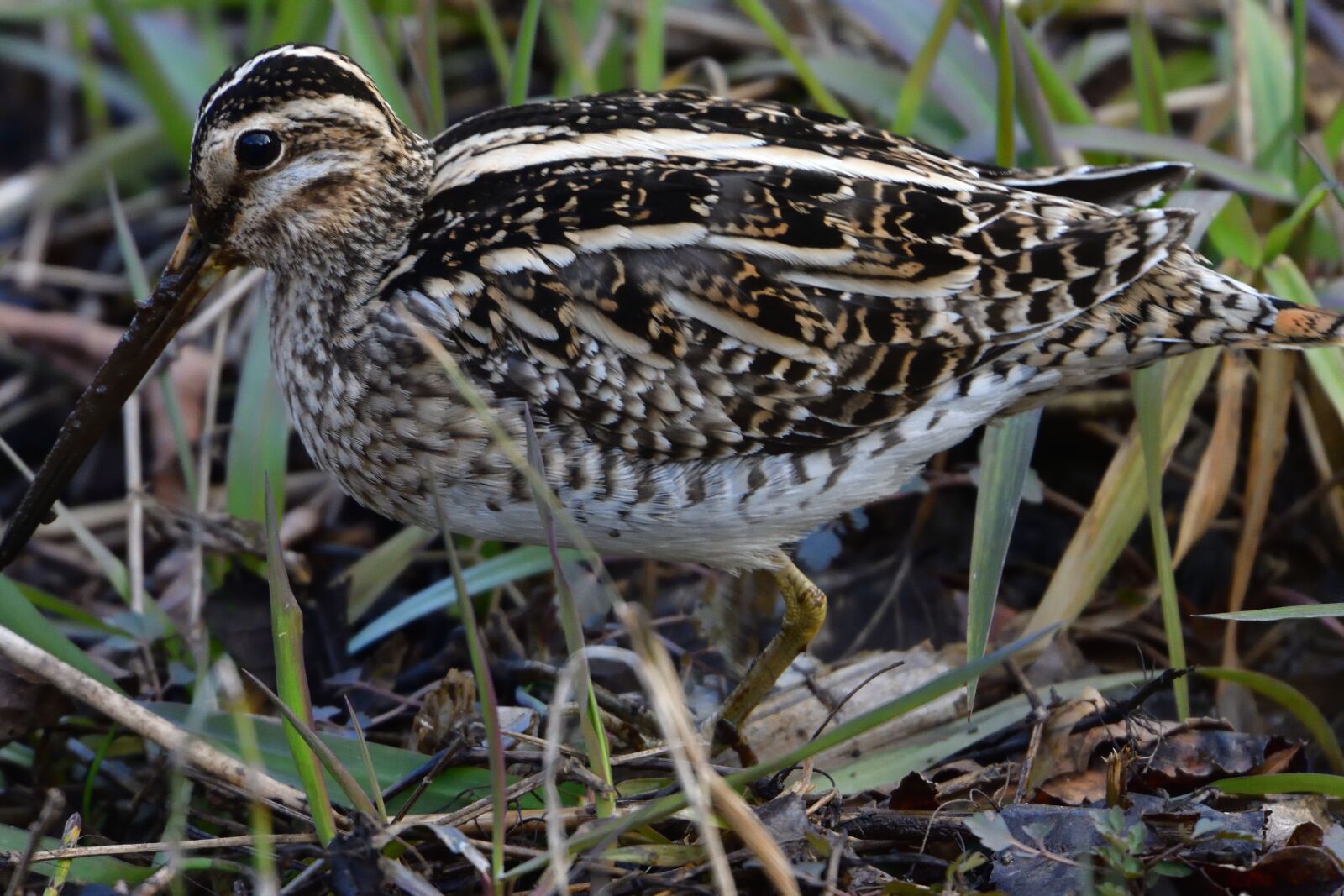 Nikon D500 sample photo. Natural, wild animals, bird photography