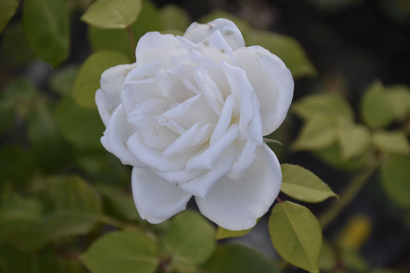 Nikon D5600 sample photo. Flower, pink, shrub photography