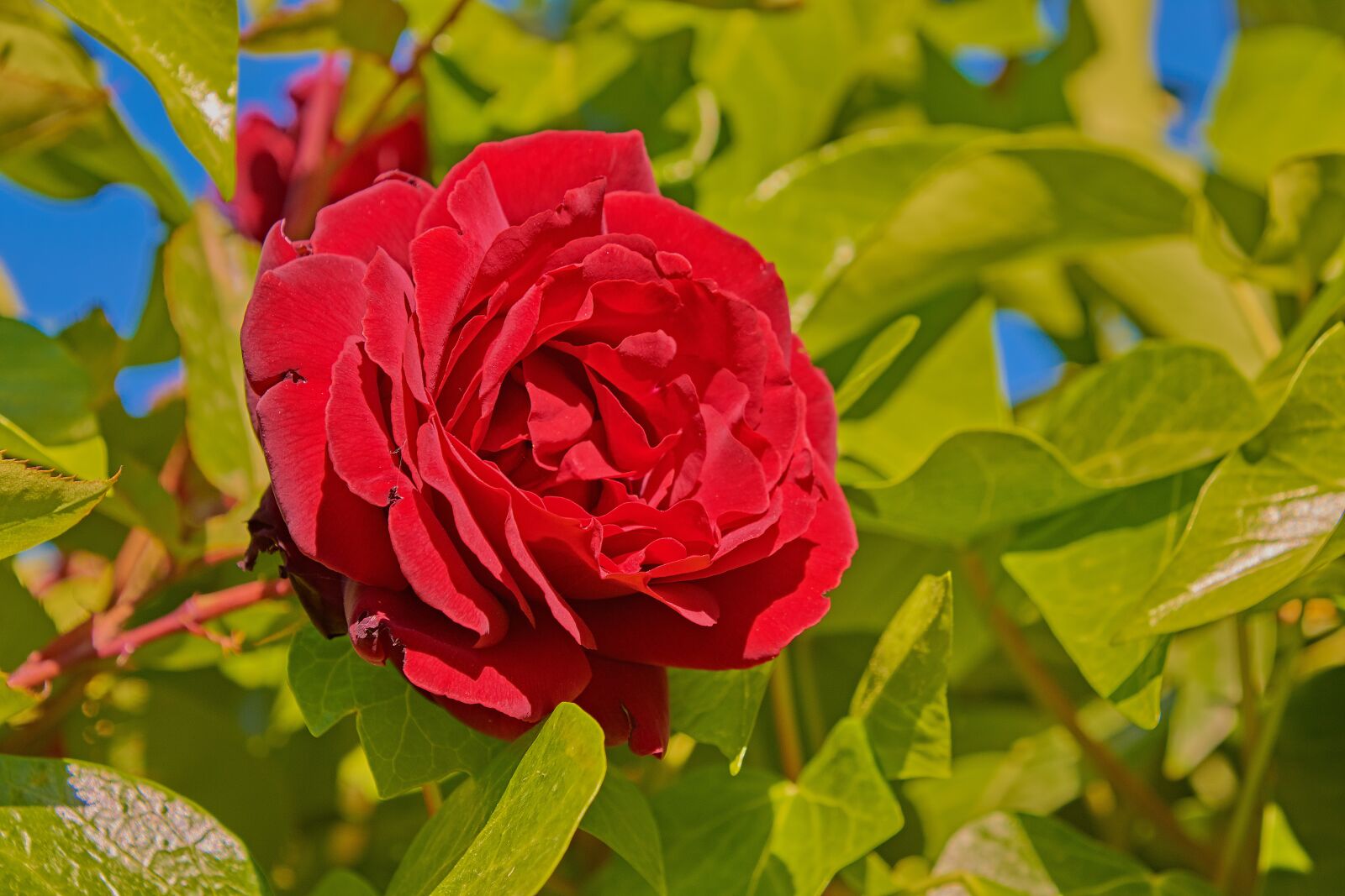 Nikon D7200 sample photo. Rosa, garden, flower photography
