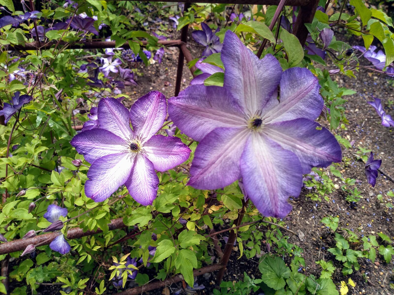 Motorola moto g(6) play sample photo. Clematis, purple, flower photography