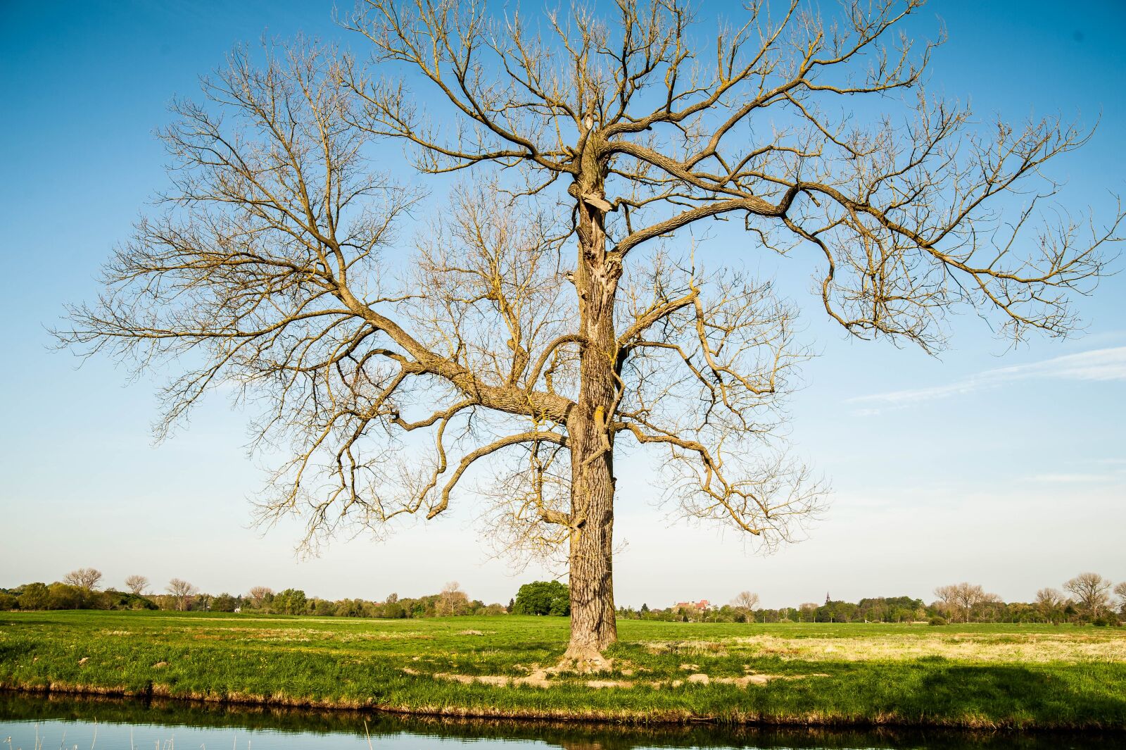 Nikon D700 sample photo. Tree, old, aesthetic photography