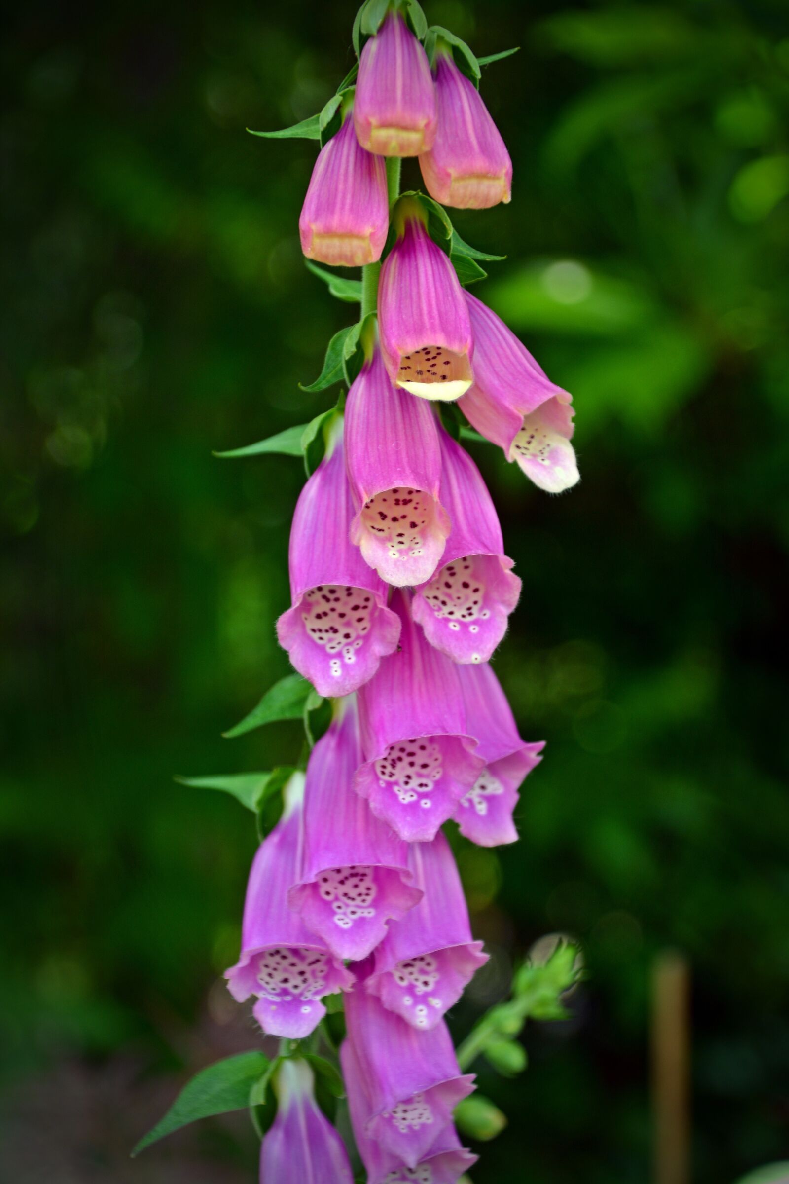 Nikon D5200 sample photo. Thimble, digitalis purpurea, toxic photography