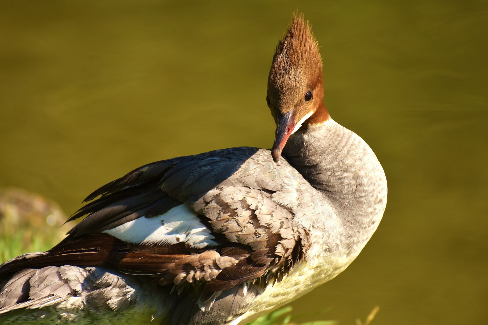 Nikon D7200 sample photo. Merganser, mergus merganser, duck photography