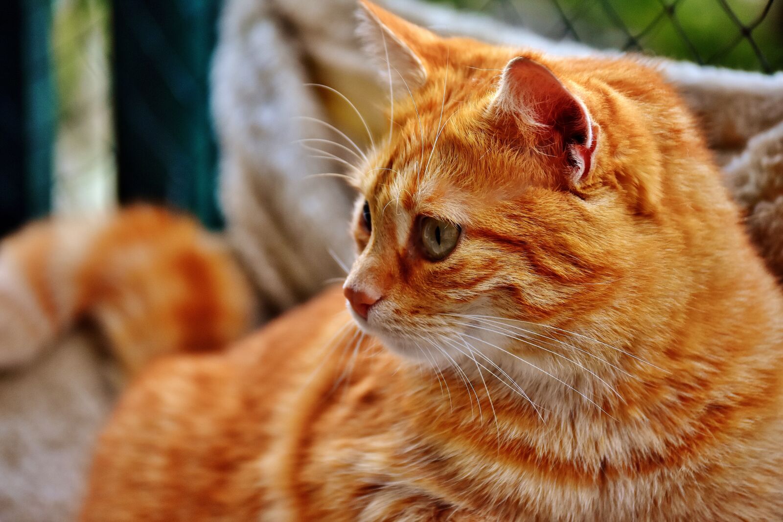 Nikon D7200 sample photo. Cat, mackerel, photograph photography