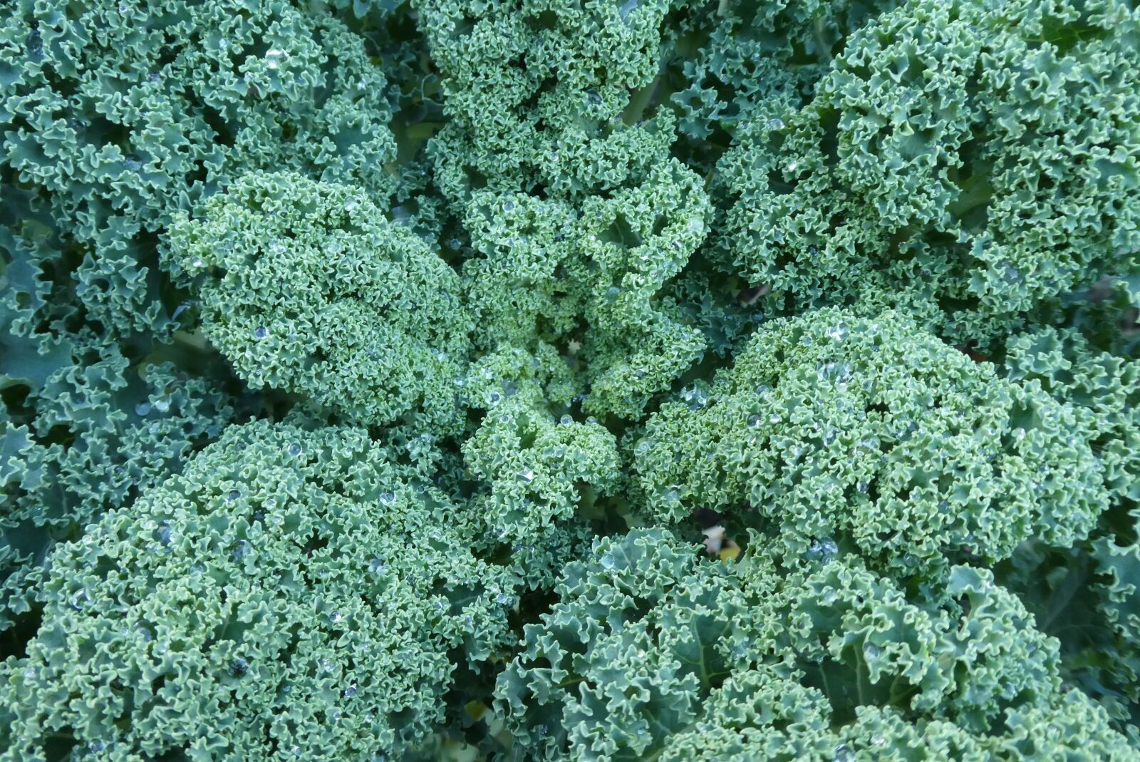Panasonic Lumix DC-ZS70 (Lumix DC-TZ90) sample photo. Kale, winter vegetable, vegetable photography