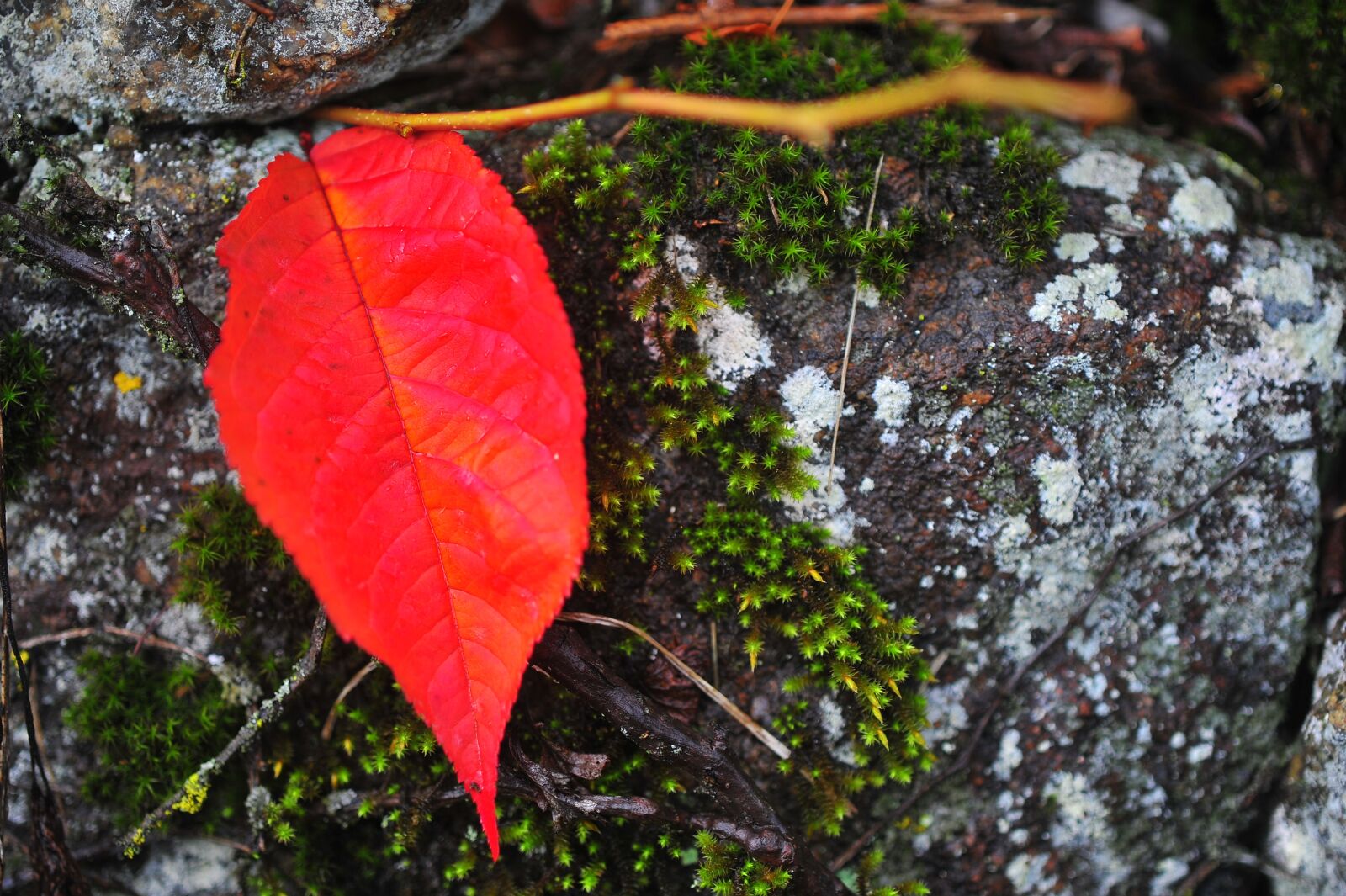 Nikon D3S sample photo. Red maple, the last photography