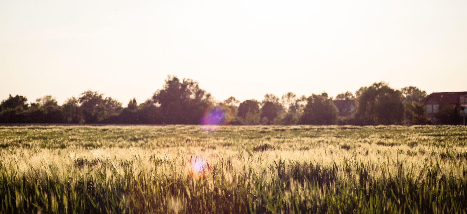 Canon EOS-1D Mark II sample photo. Spring, sun, nature photography