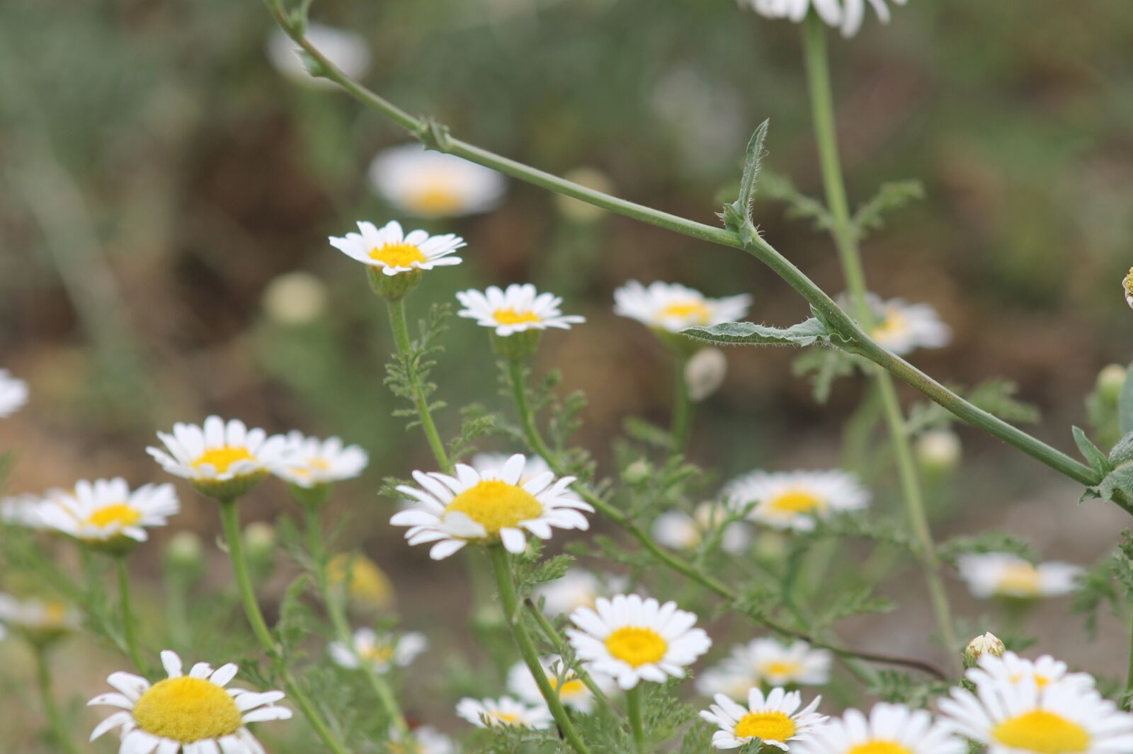 Canon EOS 1100D (EOS Rebel T3 / EOS Kiss X50) sample photo. Daisy, flower, plant photography