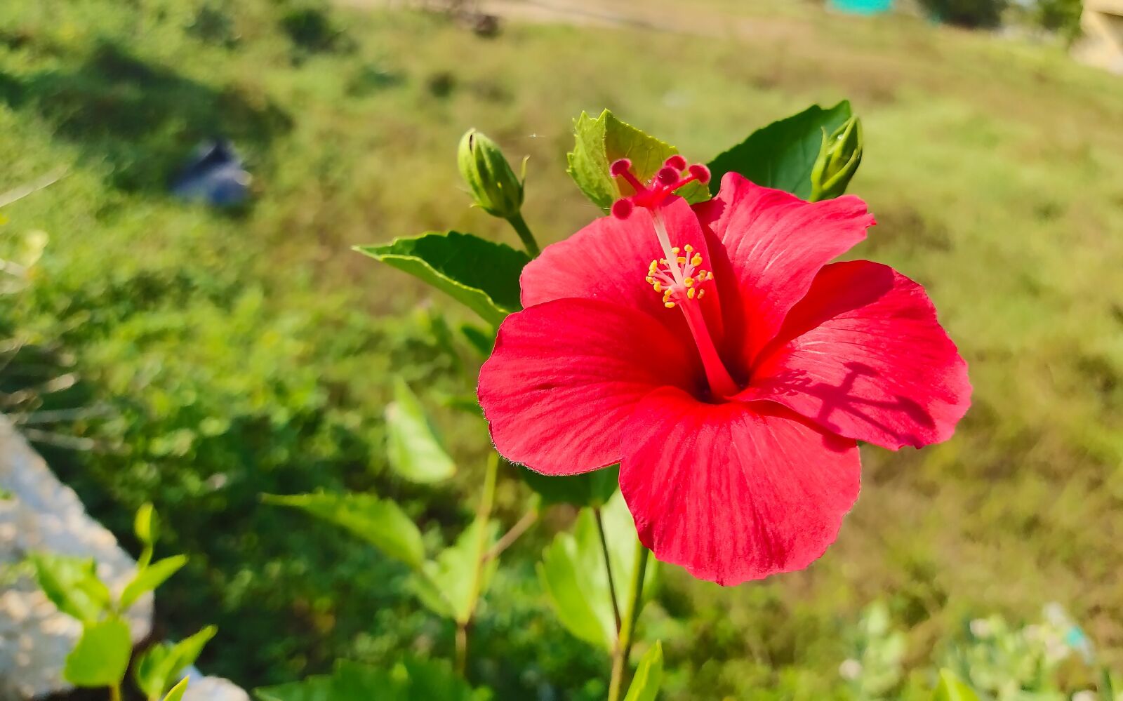 vivo 1818 sample photo. Hibiscus, red, flower photography