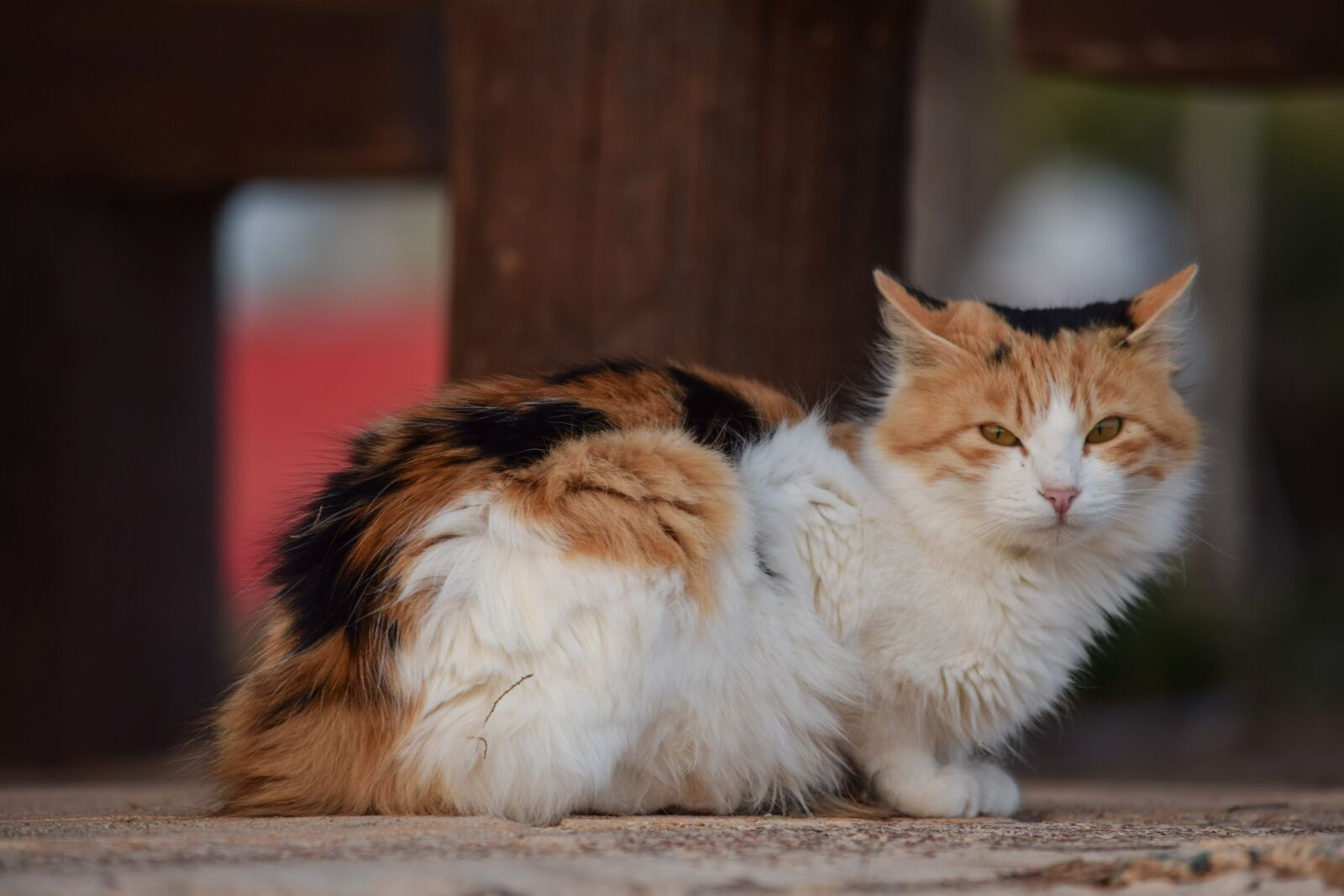 Nikon D3300 sample photo. Cat, stray, cute photography